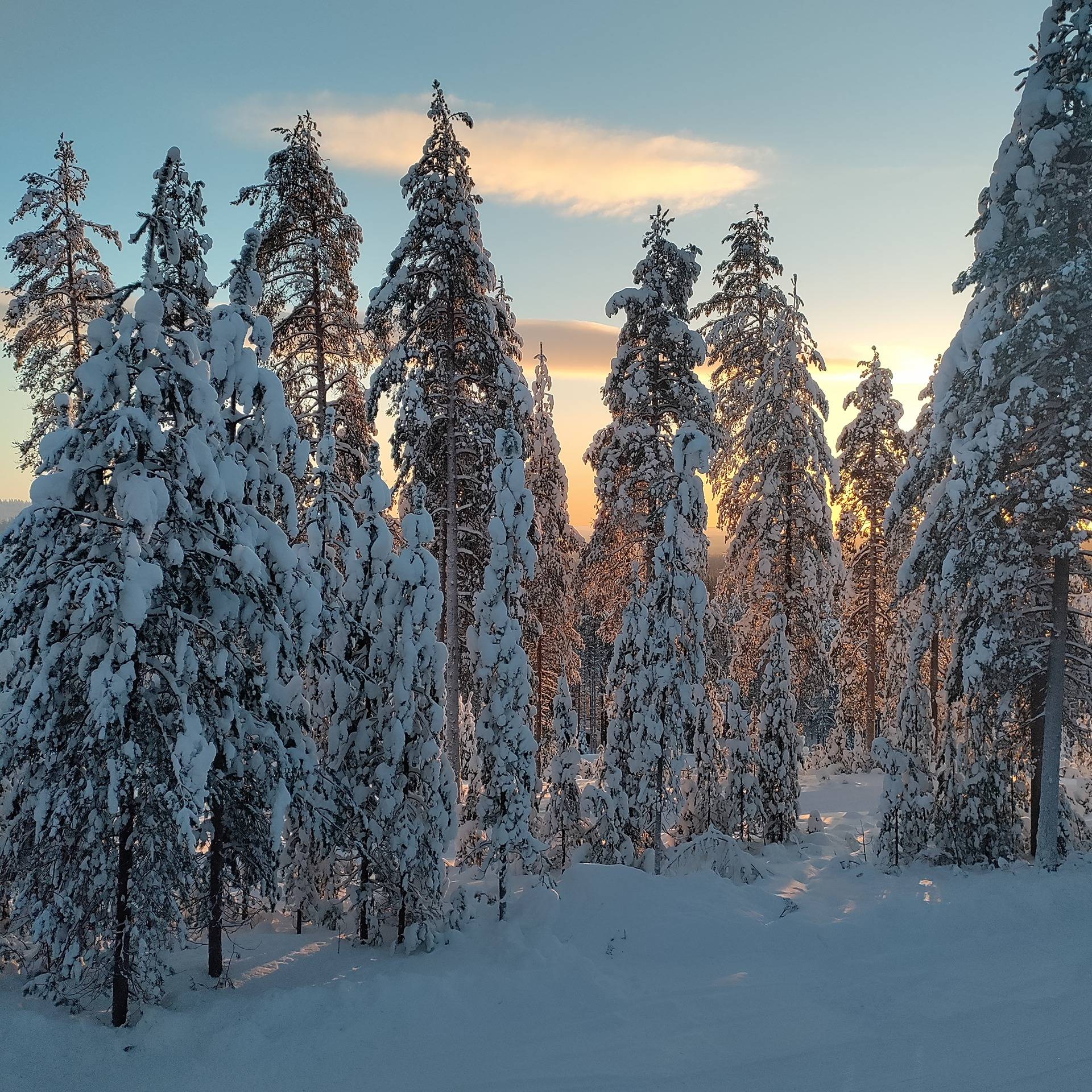 Kuusamon yhteismetsä osuus 0,008700 1