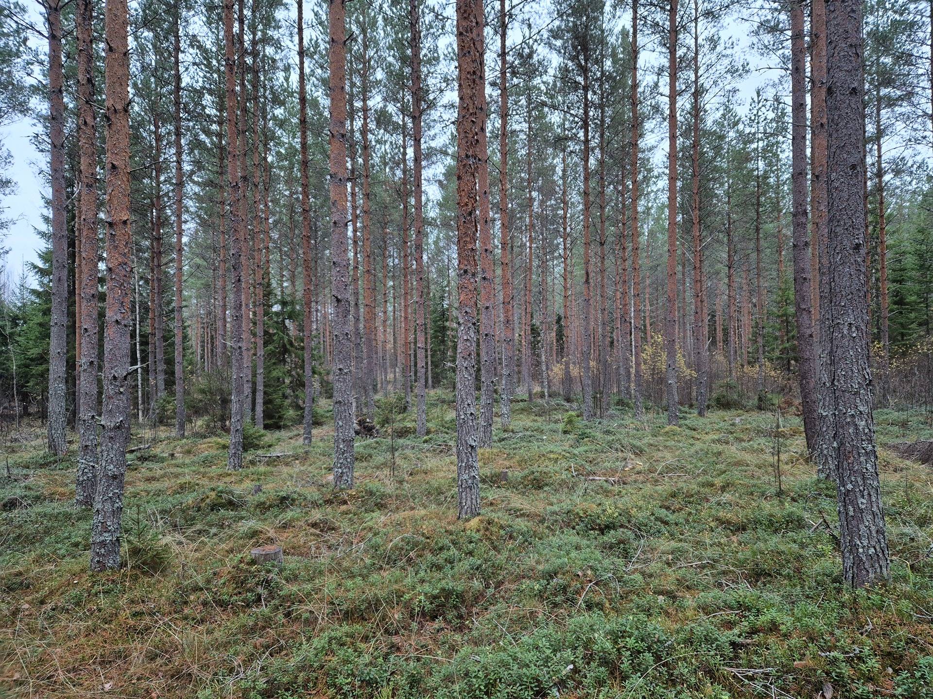 Määräalat Annila 1:56 ja Vedenoja 1:68 1