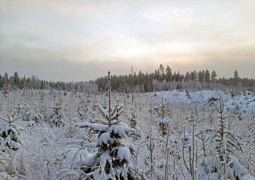 Kuusikko 5:13 (90-413-5-13) 1