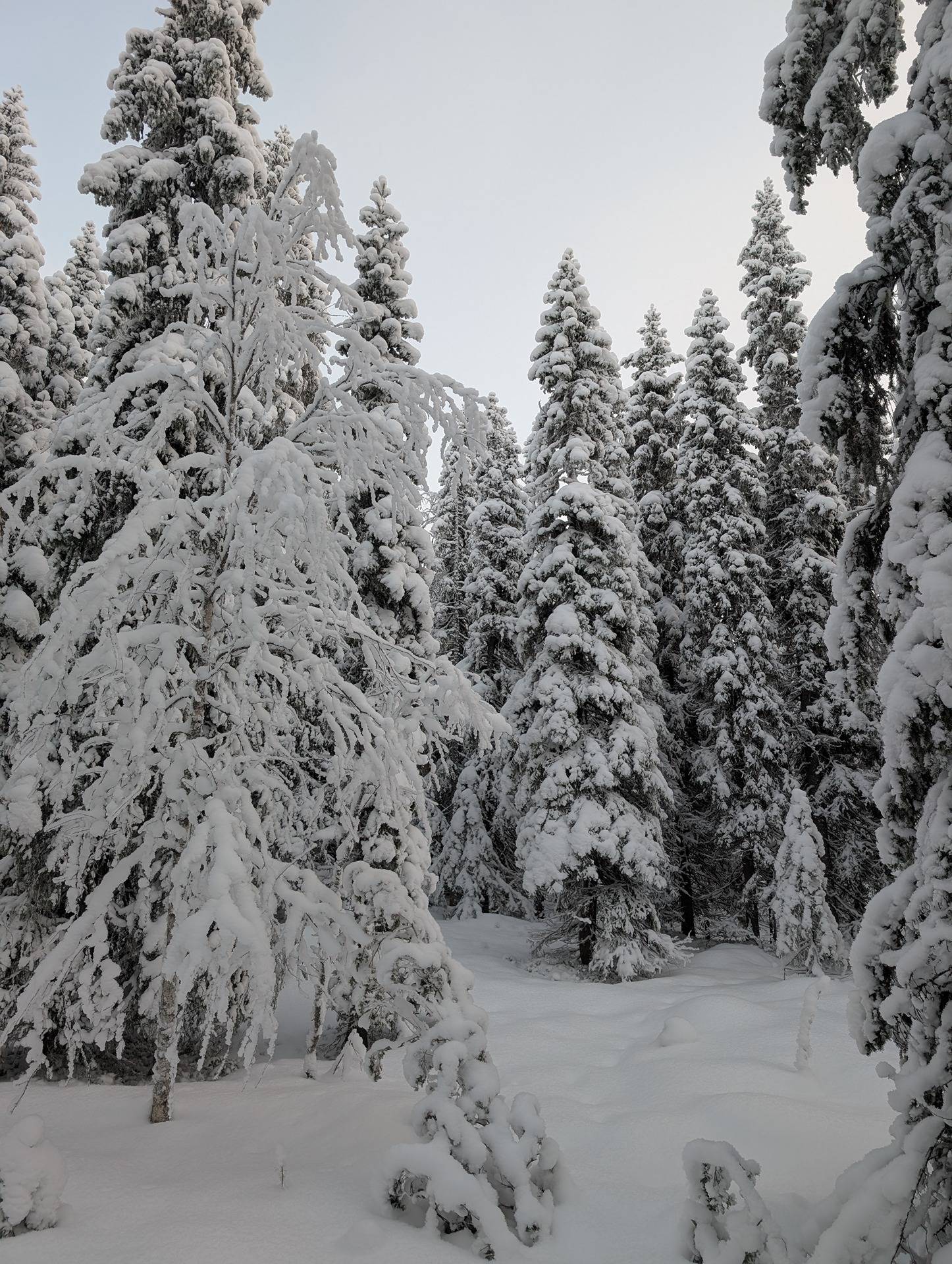 YLITALO 777-408-24-17 1