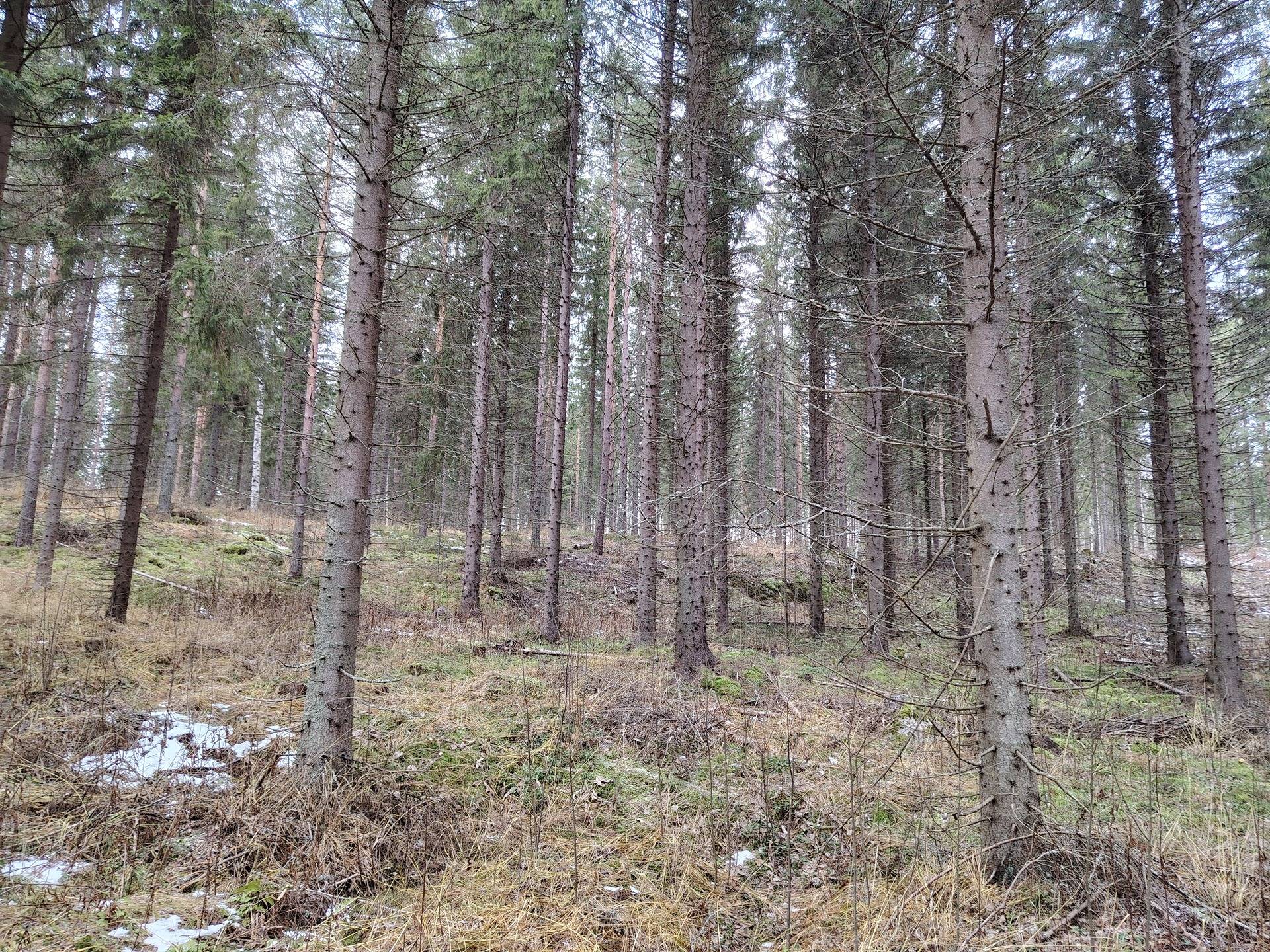 260-405-10-32 Papinniemi 1