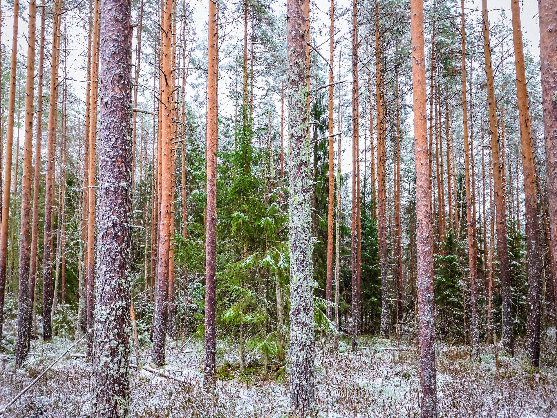 Lapua, määräala Mäki-Kojola 408-402-80-3, palsta 2 1