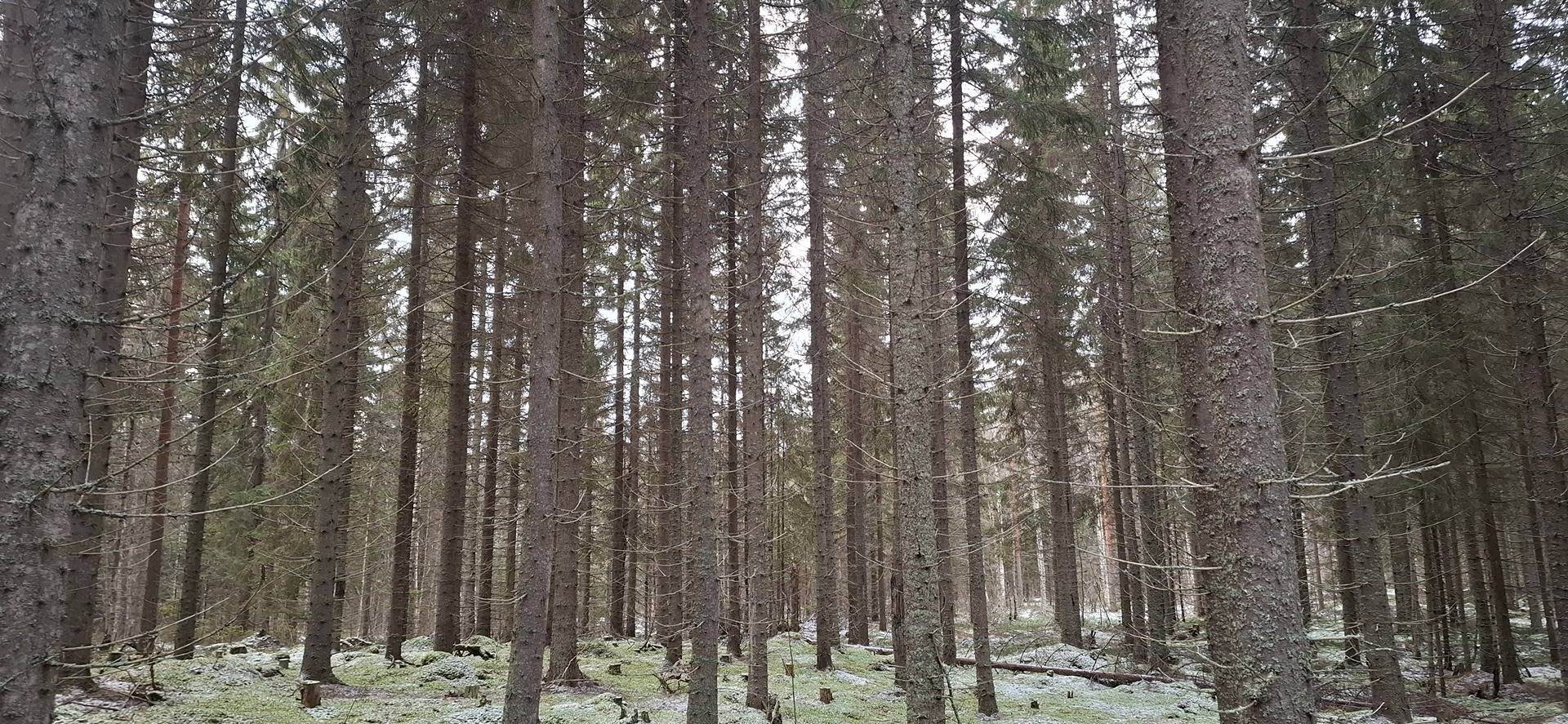 607-414-17-52 KATAJAMÄKI, Sotkuma, Myyjä pidättää määräalan 1