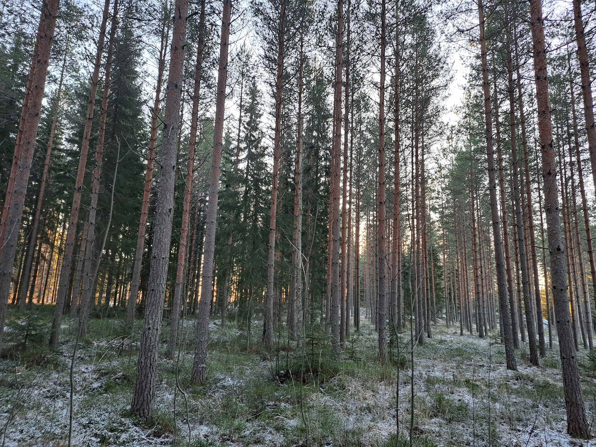 Kotovuori 286-413-1-177 1