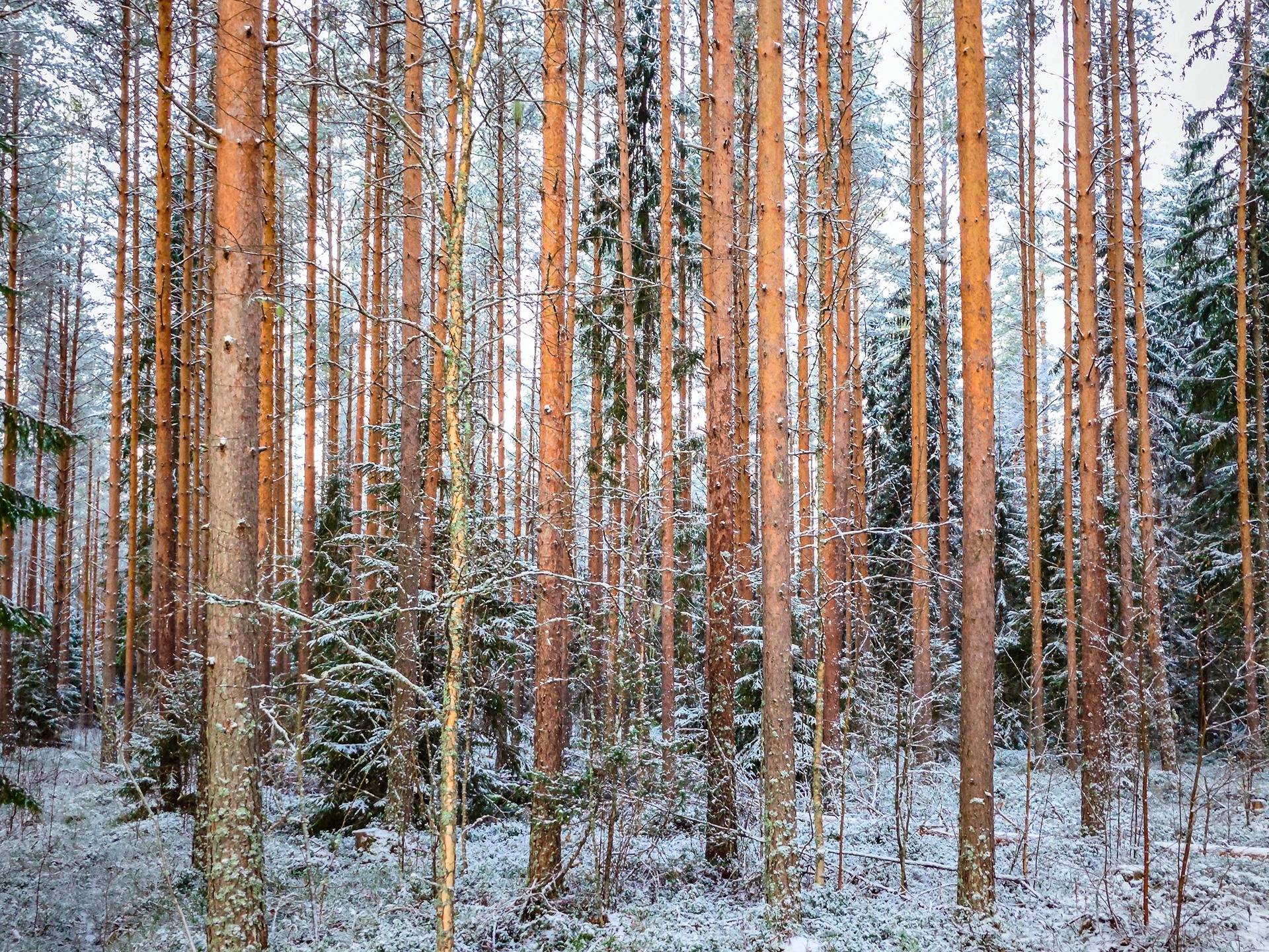 Lapua, määräala Mäki-Kojola 408-402-80-3, palsta 3 1