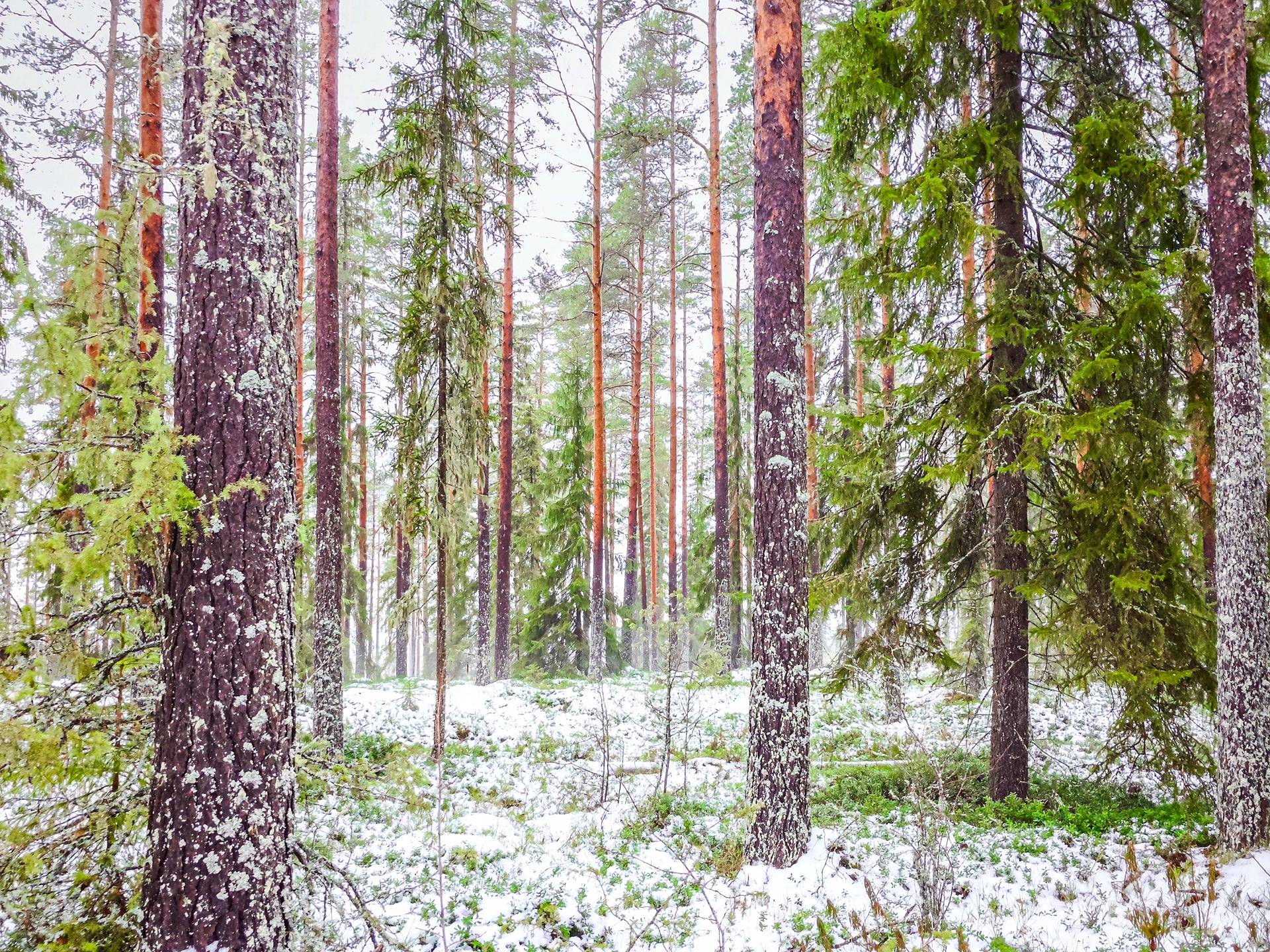 Lapua, määräala Mäki-Kojola 408-402-80-3, palsta 4 1