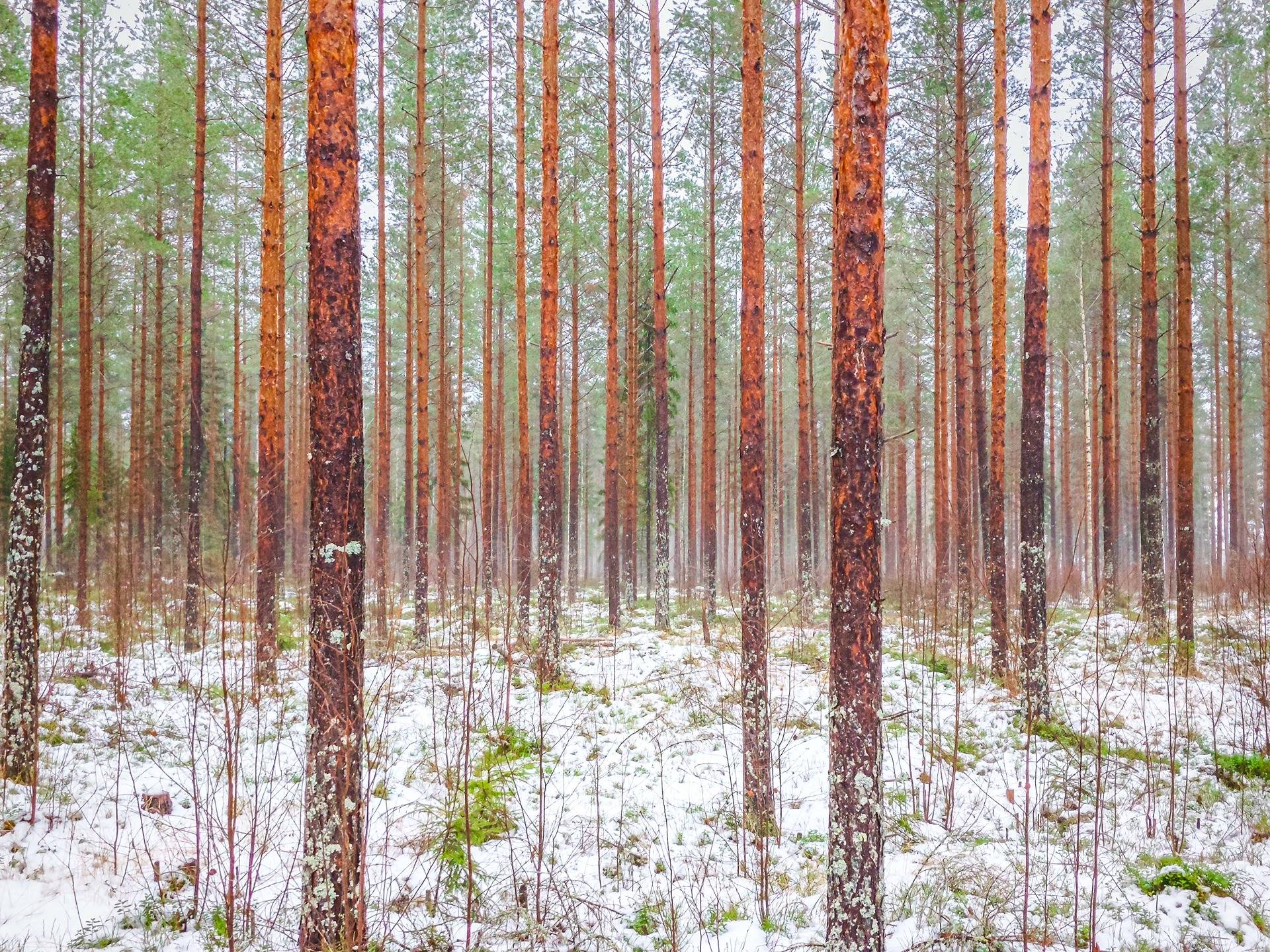 Lapua, määräala Mäki-Kojola 408-402-80-3, palsta 5 1