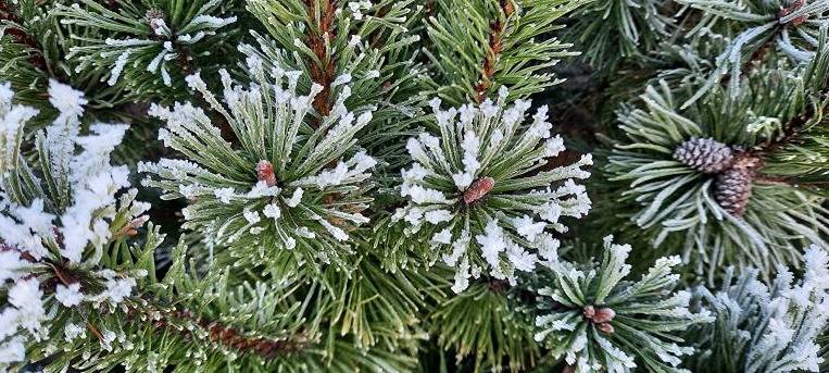 del av/osa Mårtisbyggas 9:140, Nars (Kållby/Kolppi) 1