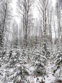 Karhunmetsä 297-482-19-41 1