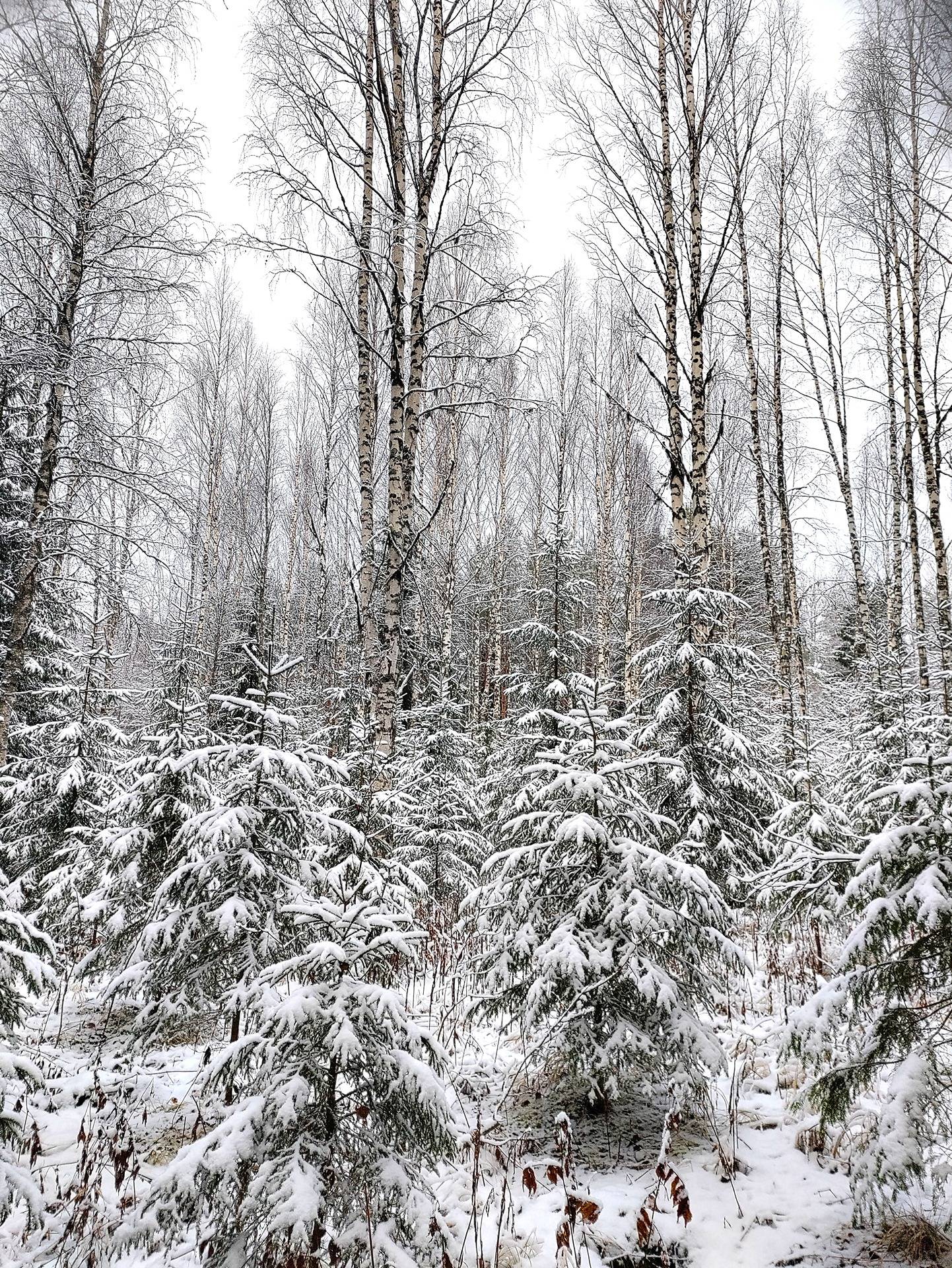 Karhunmetsä 297-482-19-41 1