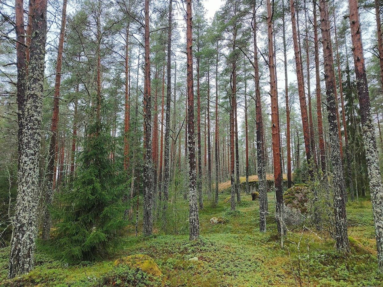 Kokkomäki 489-408-4-76 1