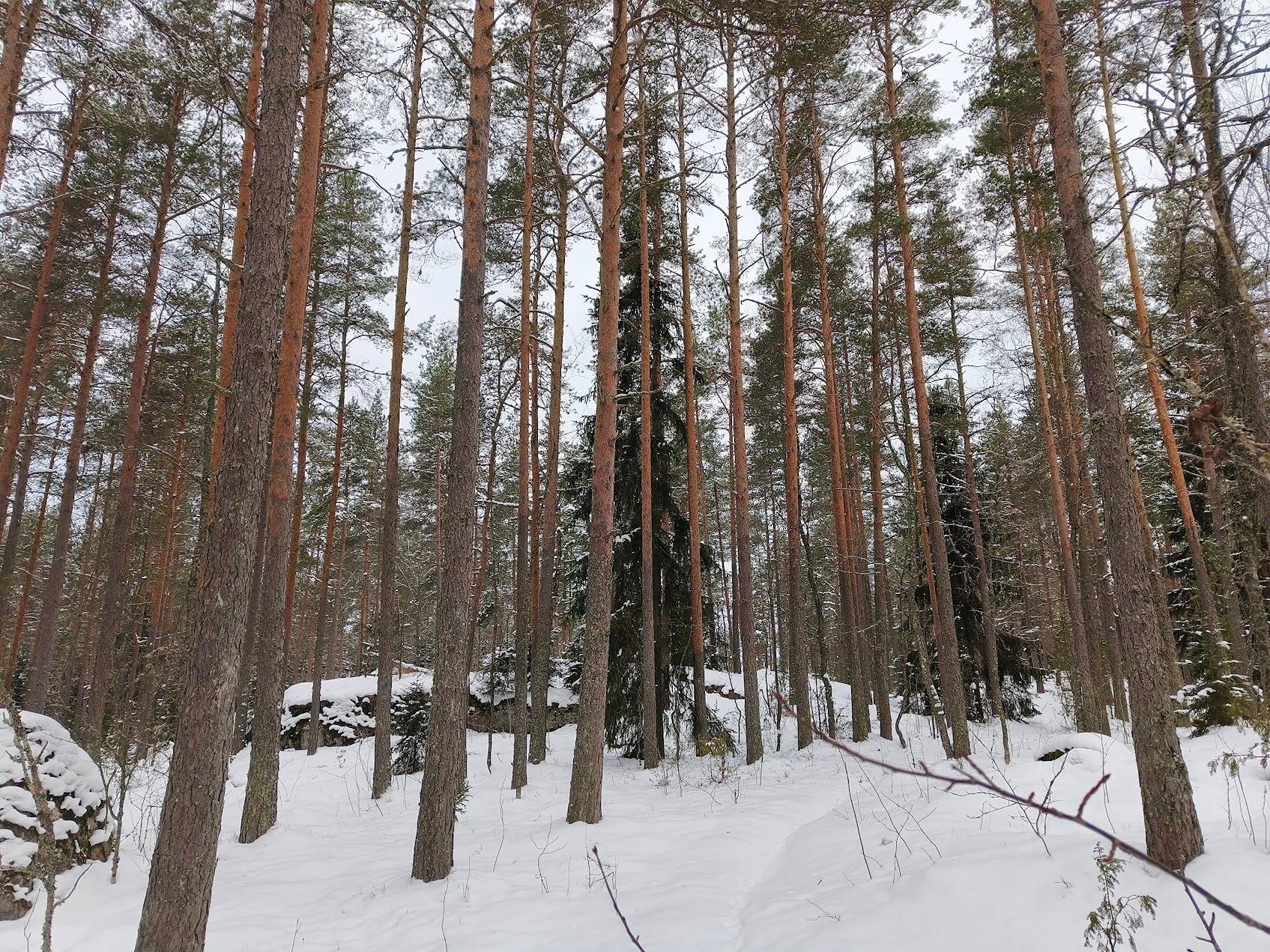 Kokkomäki 489-408-4-76 1