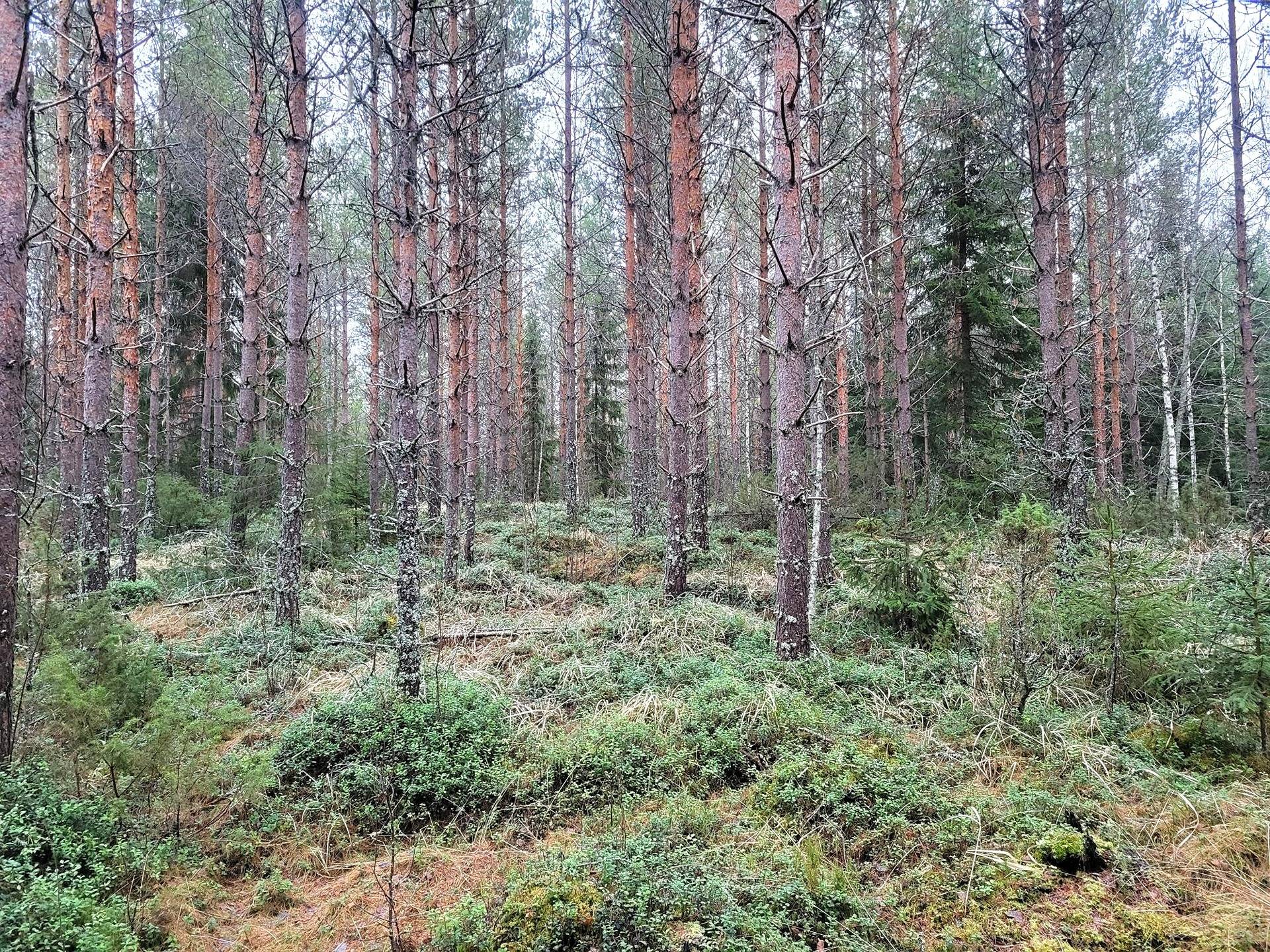 Metsätila Vähätalo 8:37 1