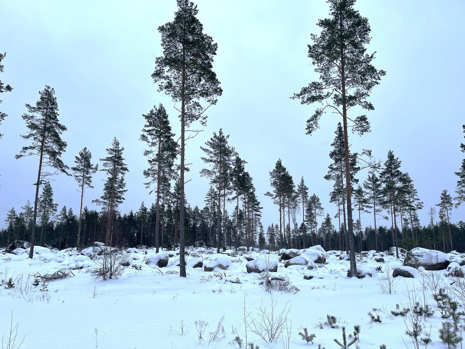 PIENPAPPILA 624-416-1-5 määräala 1