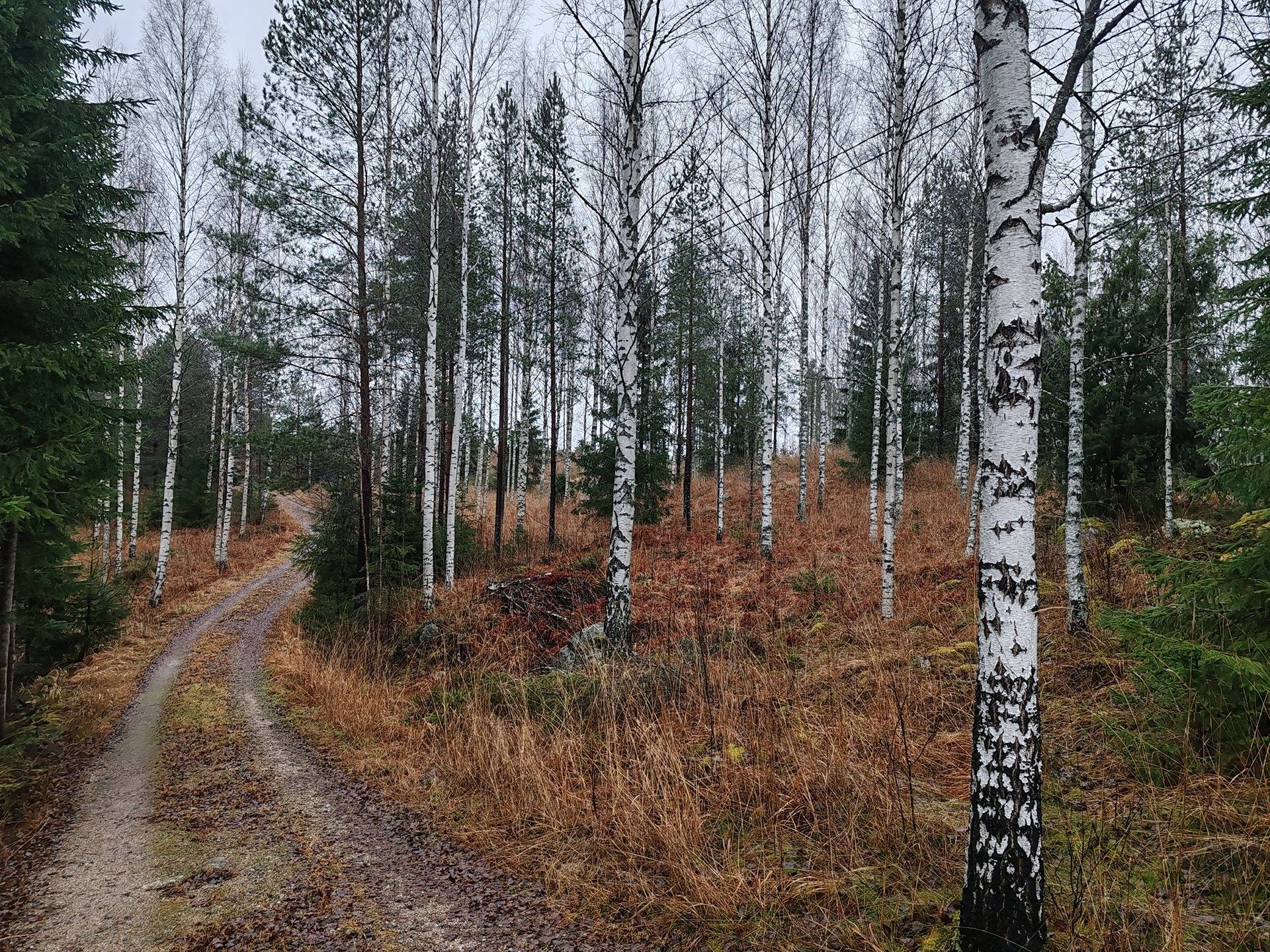 Metsämääräala n. 9,0 ha tilasta Laurila 4:31, Salo, Muurlan Ruotsala 1
