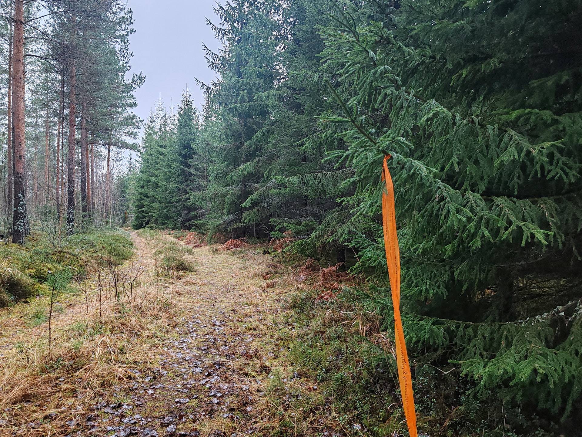 Metsätila Kovero 9:4, Salo, Kanunki 1