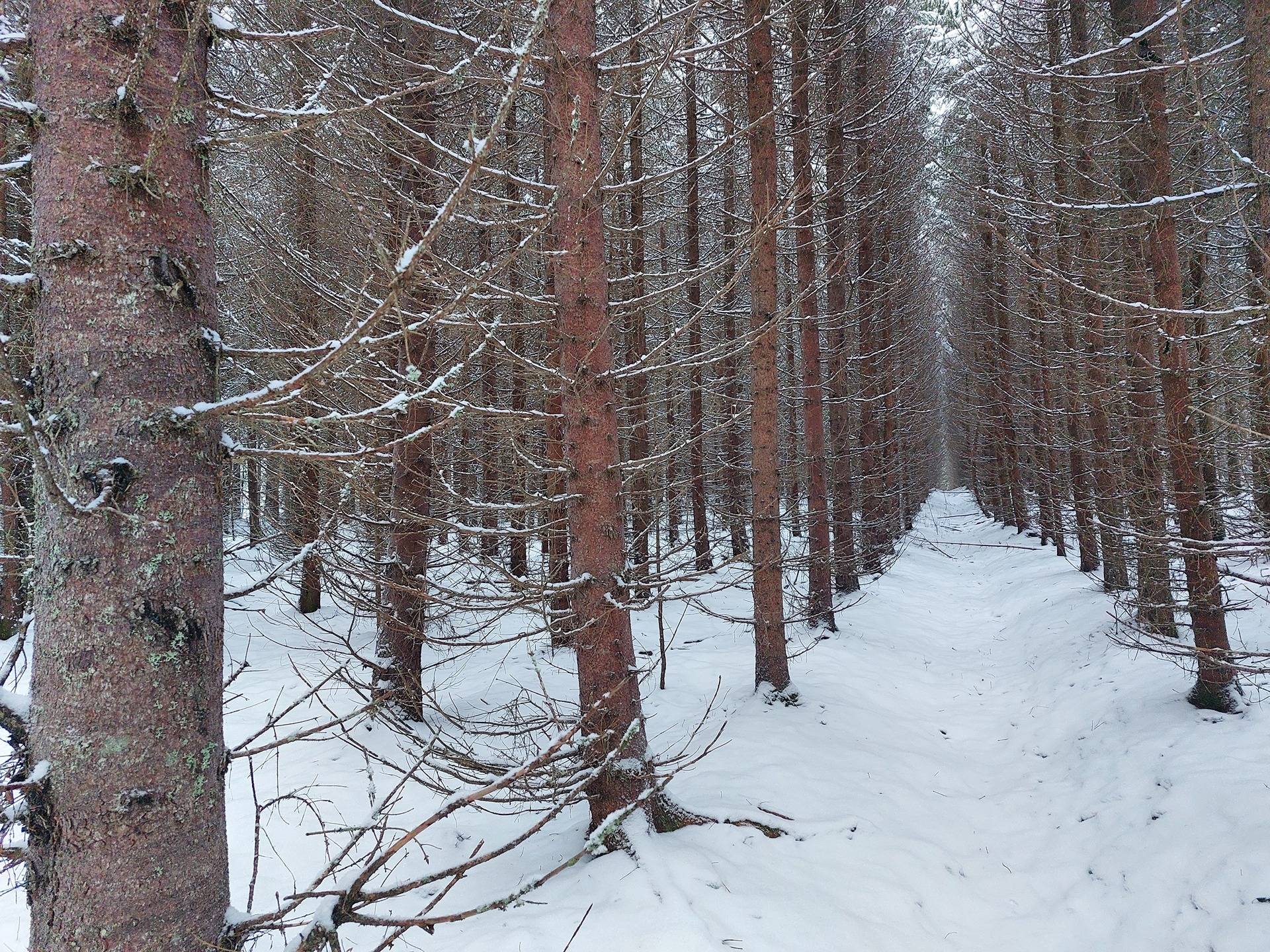 Päivärinta 689-418-1-45 ja Räpäsi 689-418-1-54 1