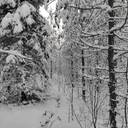 Koivikko 305-410-74-0 1