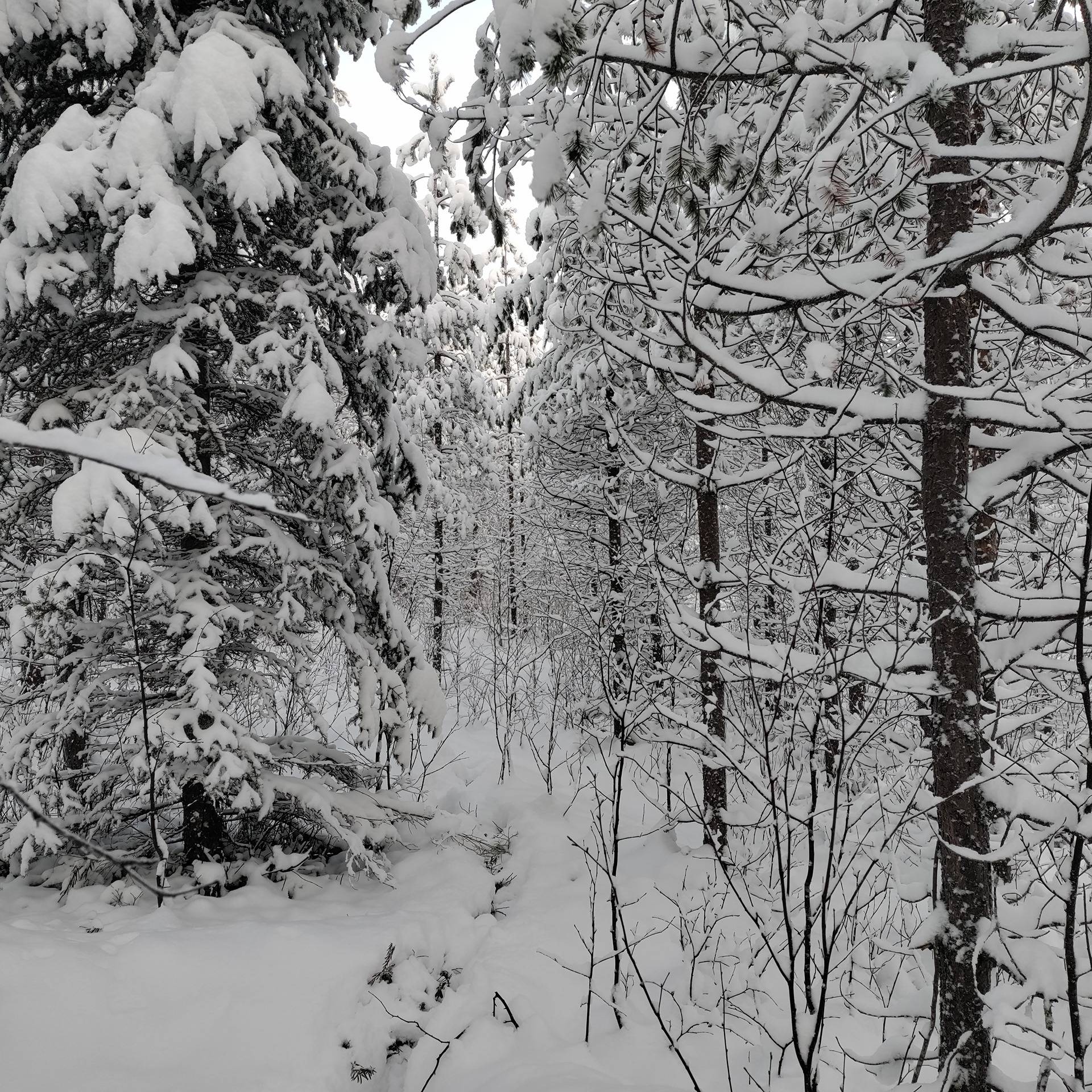 Koivikko 305-410-74-0 1