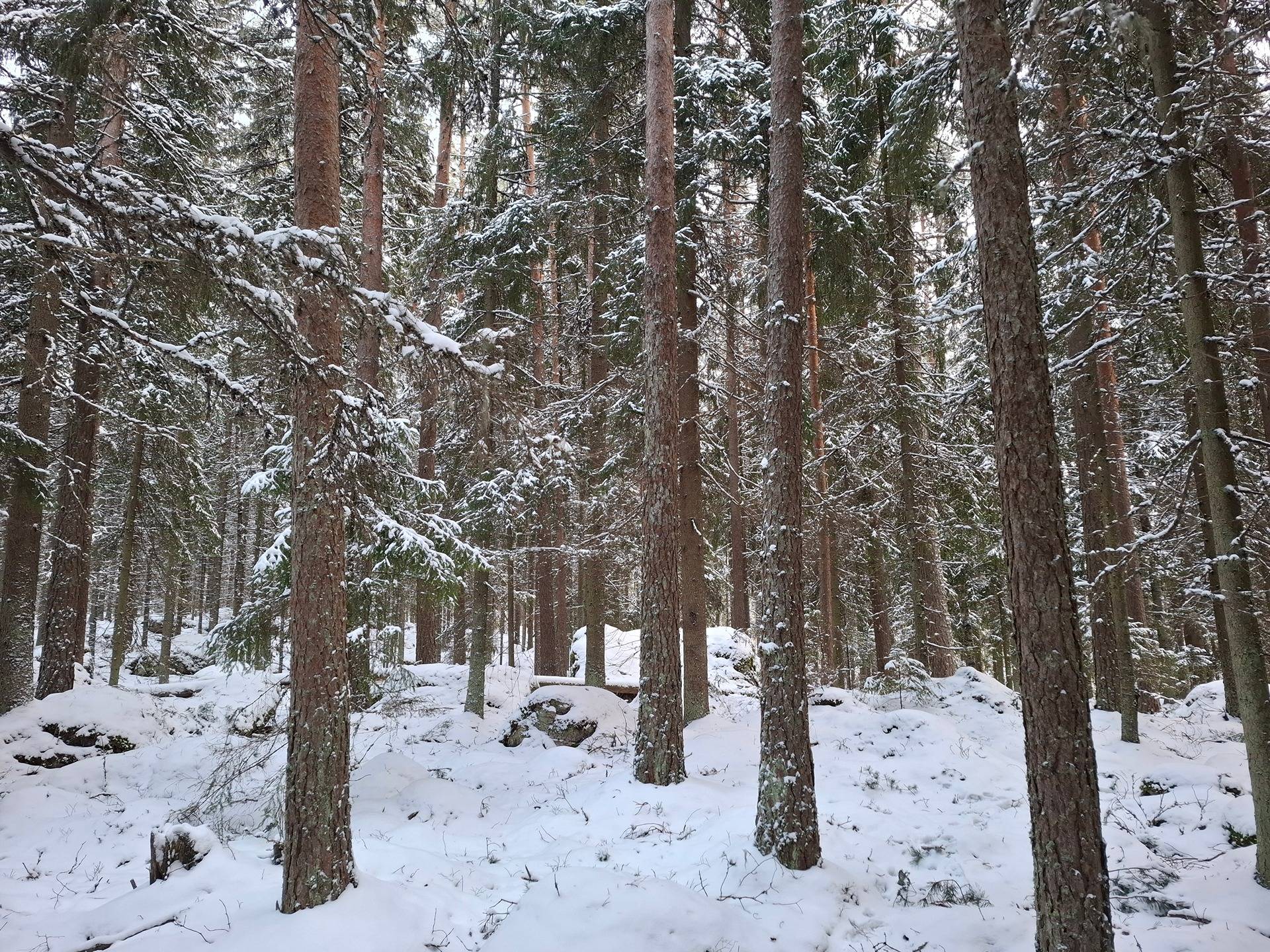 Niittymaa 922-425-6-12 metsämääräala 1