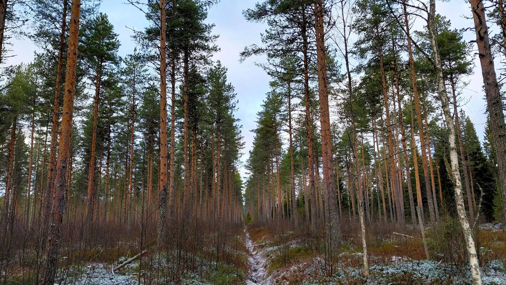 Kultaranta 593-421-6-2 määräala 1