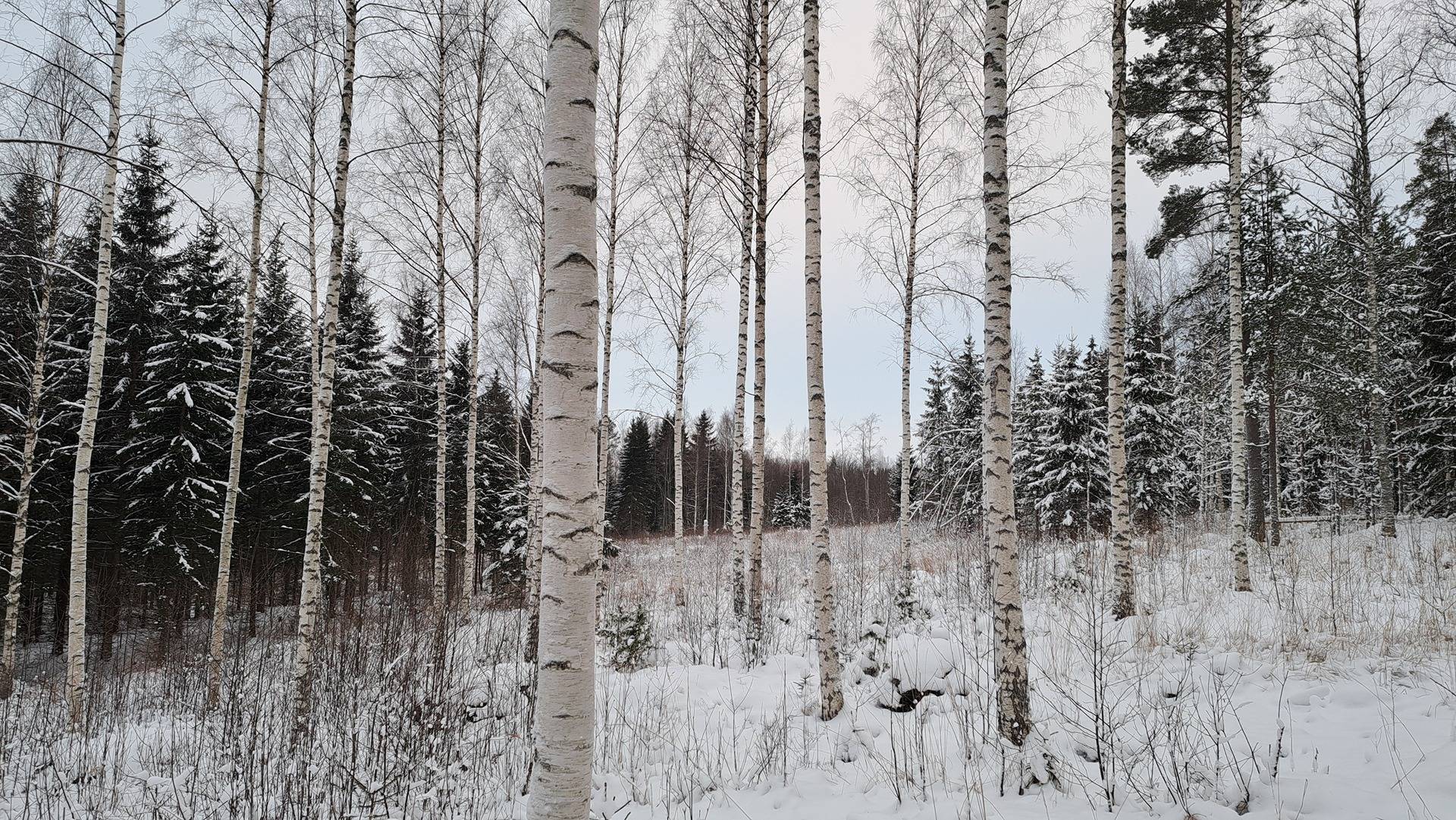 Metsäpelto 740-502-19-3 1