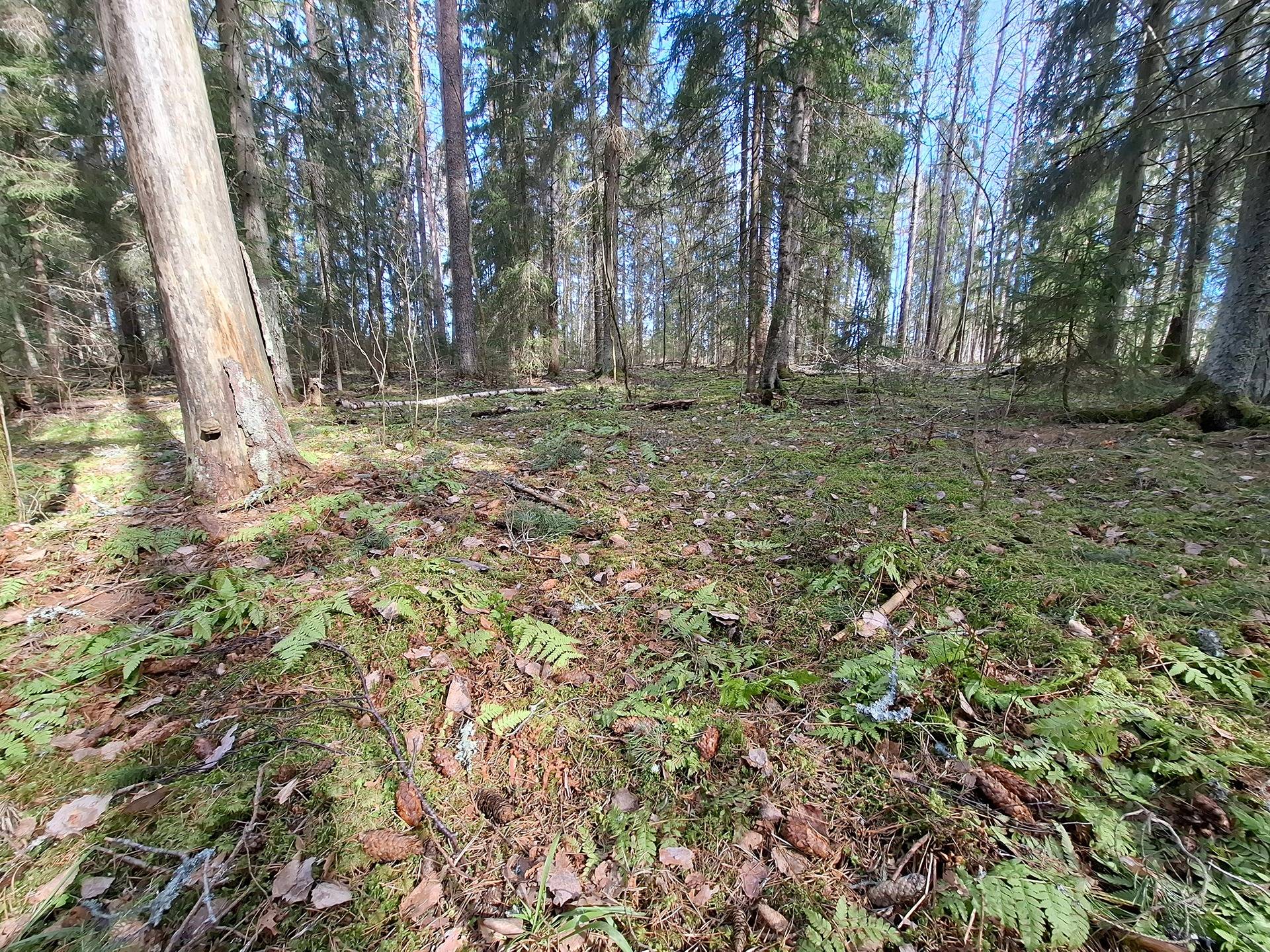 OKT rakennuspaikka (Vanhankouluntie 53, Ylöjärvi) 1