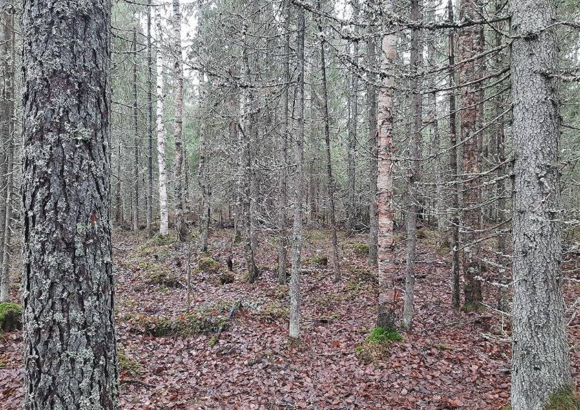 Syrjälä 9:33 (140-424-9-33) 1