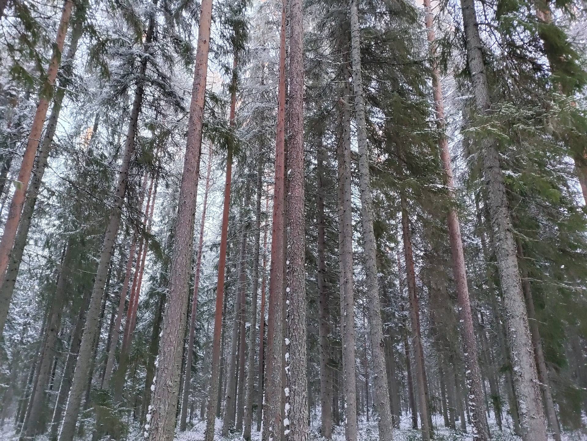 Laasanen 563-401-3-54 1