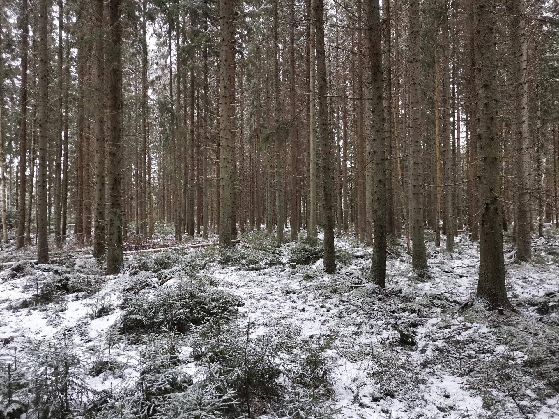 Metsätila: 5,65 ha; Kuusikorpi; 684-435-1-66, Rauma, Lappi, Halavasadontie. 1