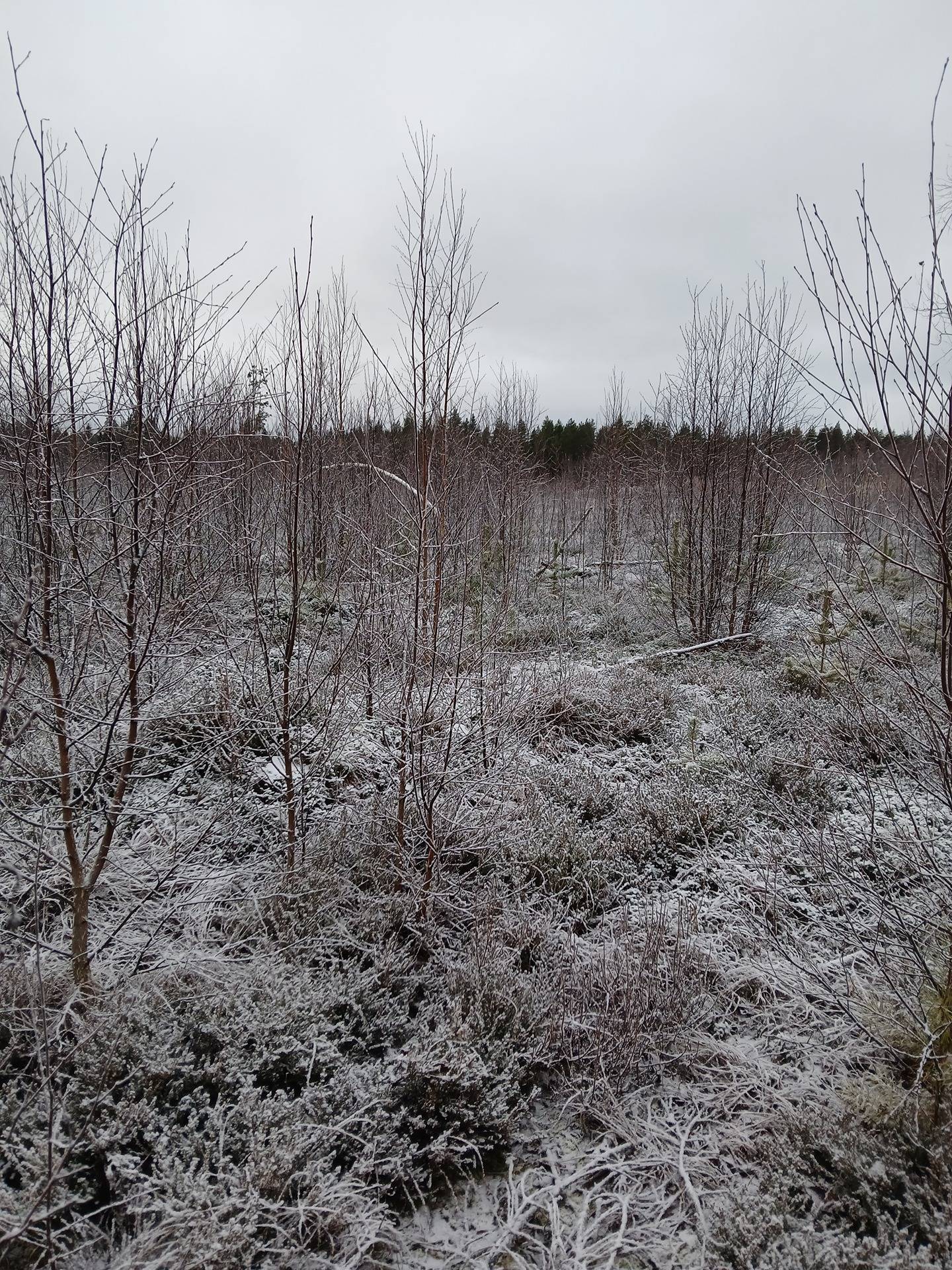 Kansikuva kohteelle Jalasjärvi Mäyrämäki 164-409-11-148