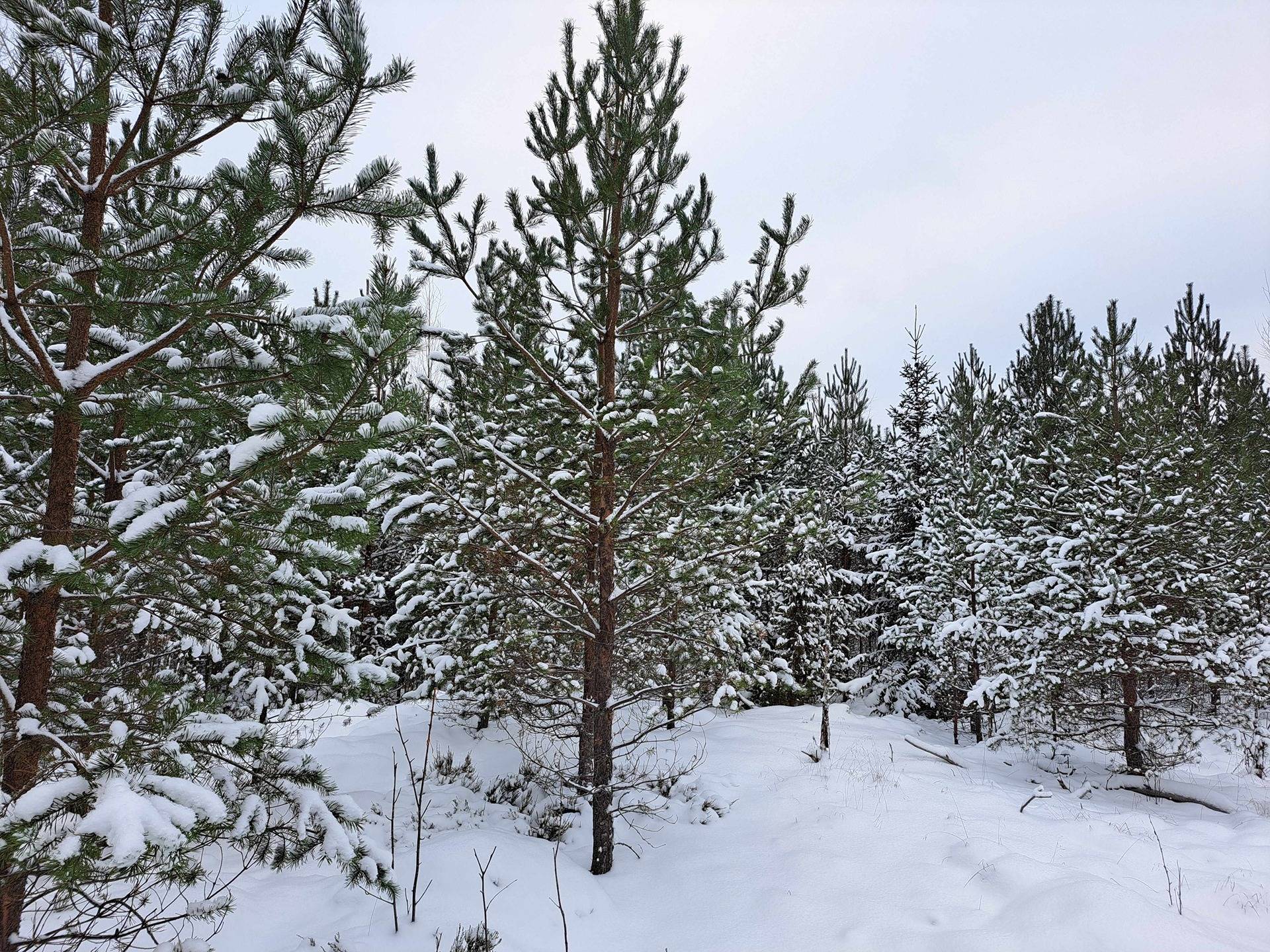 Kalliola 286-423-38-40 1