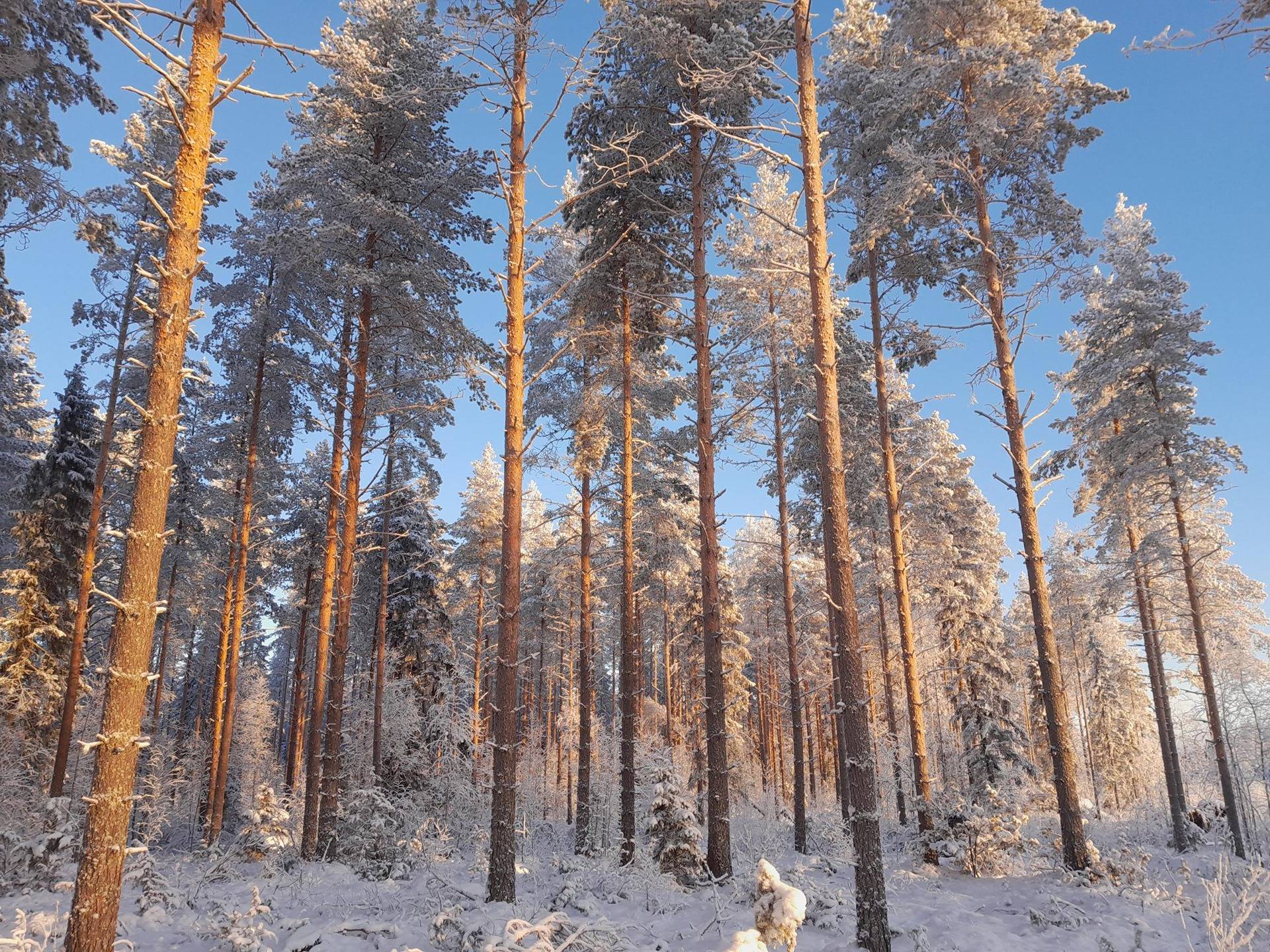 Korteikko 729-413-11-17 1