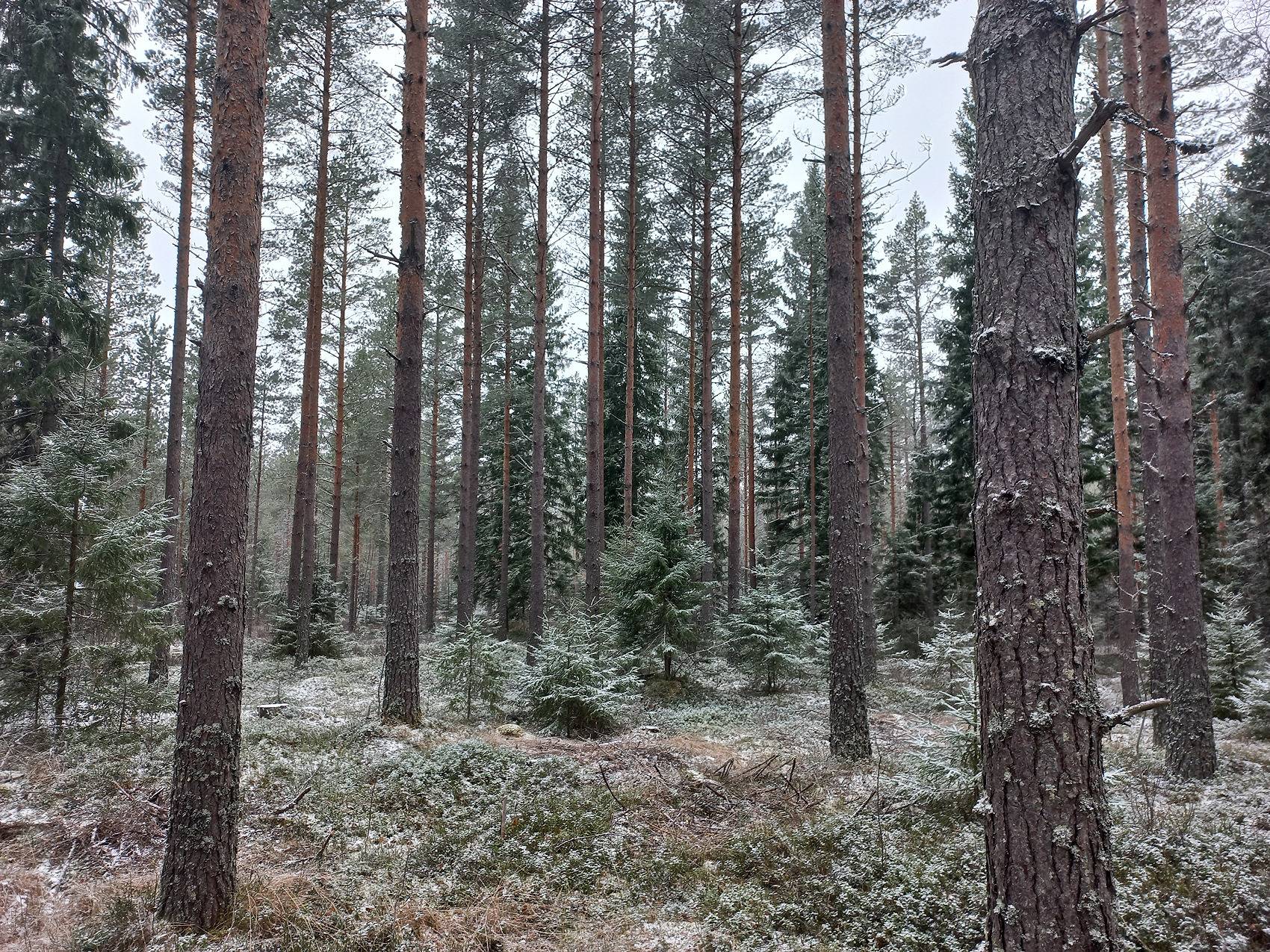 Riihimaa, Päntäne-Möykkykylä 1