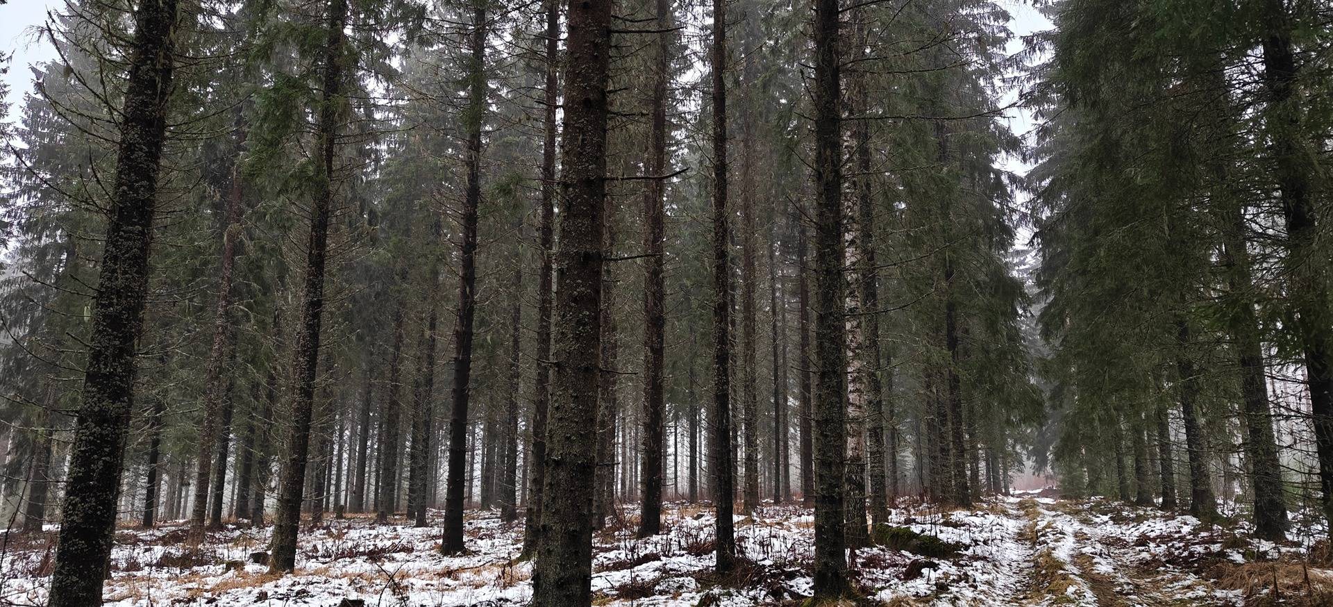 Palomäki, Kuoppamäki 216-402-9-1 1