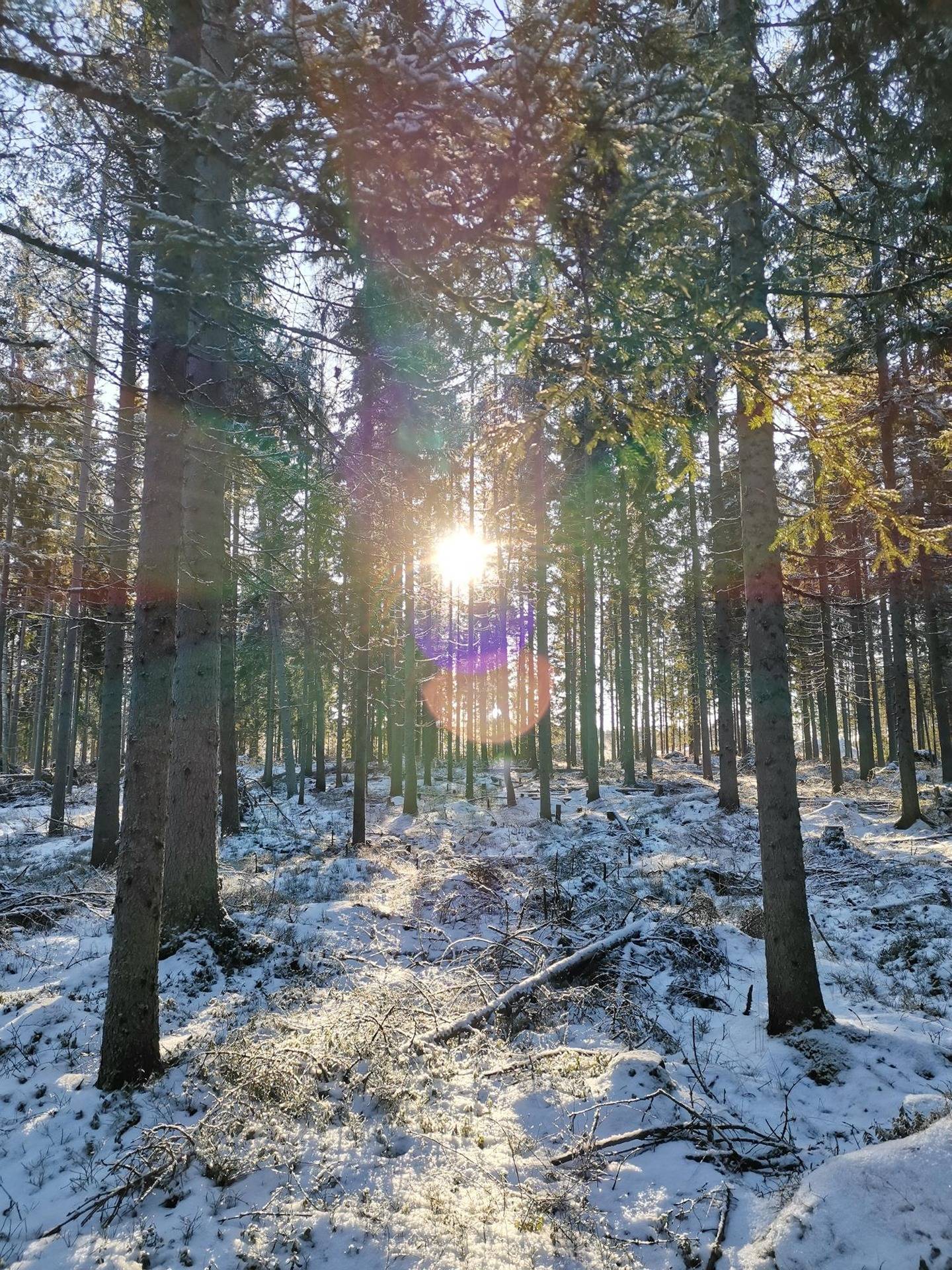 Metsätila 3,875 ha; Palmu: 50-436-8-39, Eura, Taanonkulmantie 1