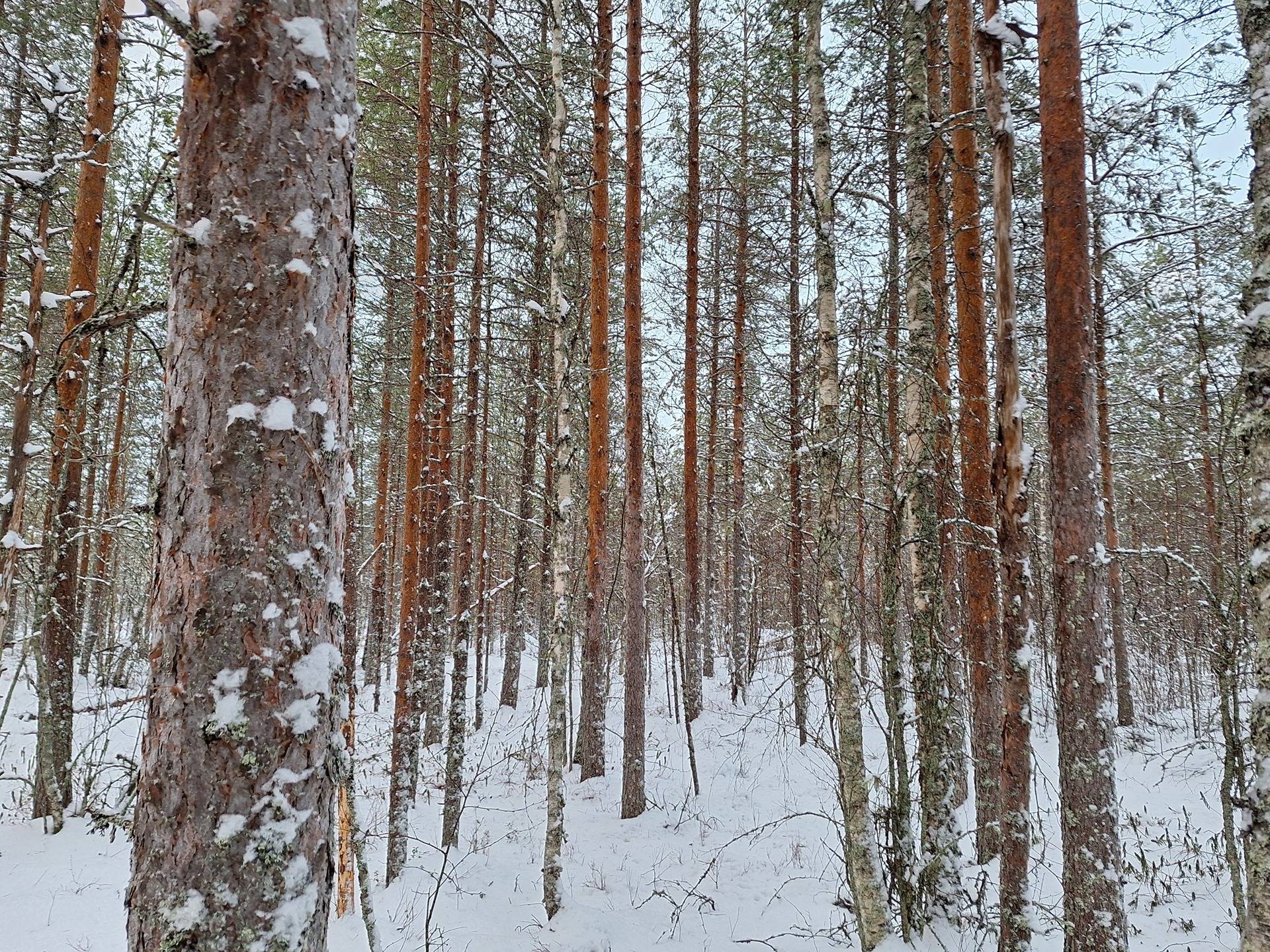 Tuomiranta 791-401-1-81 ja Tuomaantalo 791-401-106 1