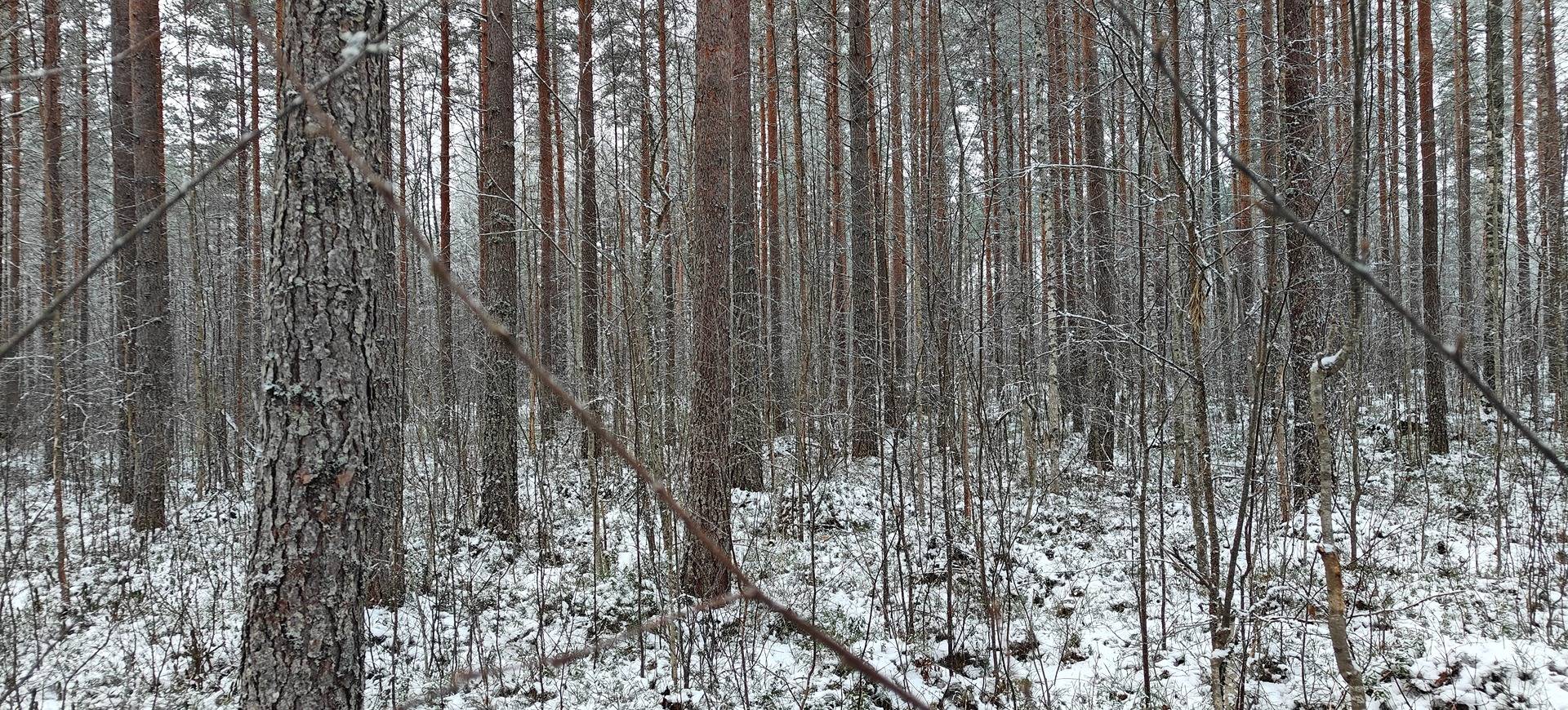 Seinäjoki, VIRTANEN 743-413-19-10 1