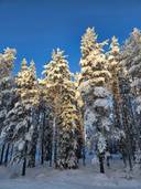 Osala 305-407-66-4 1