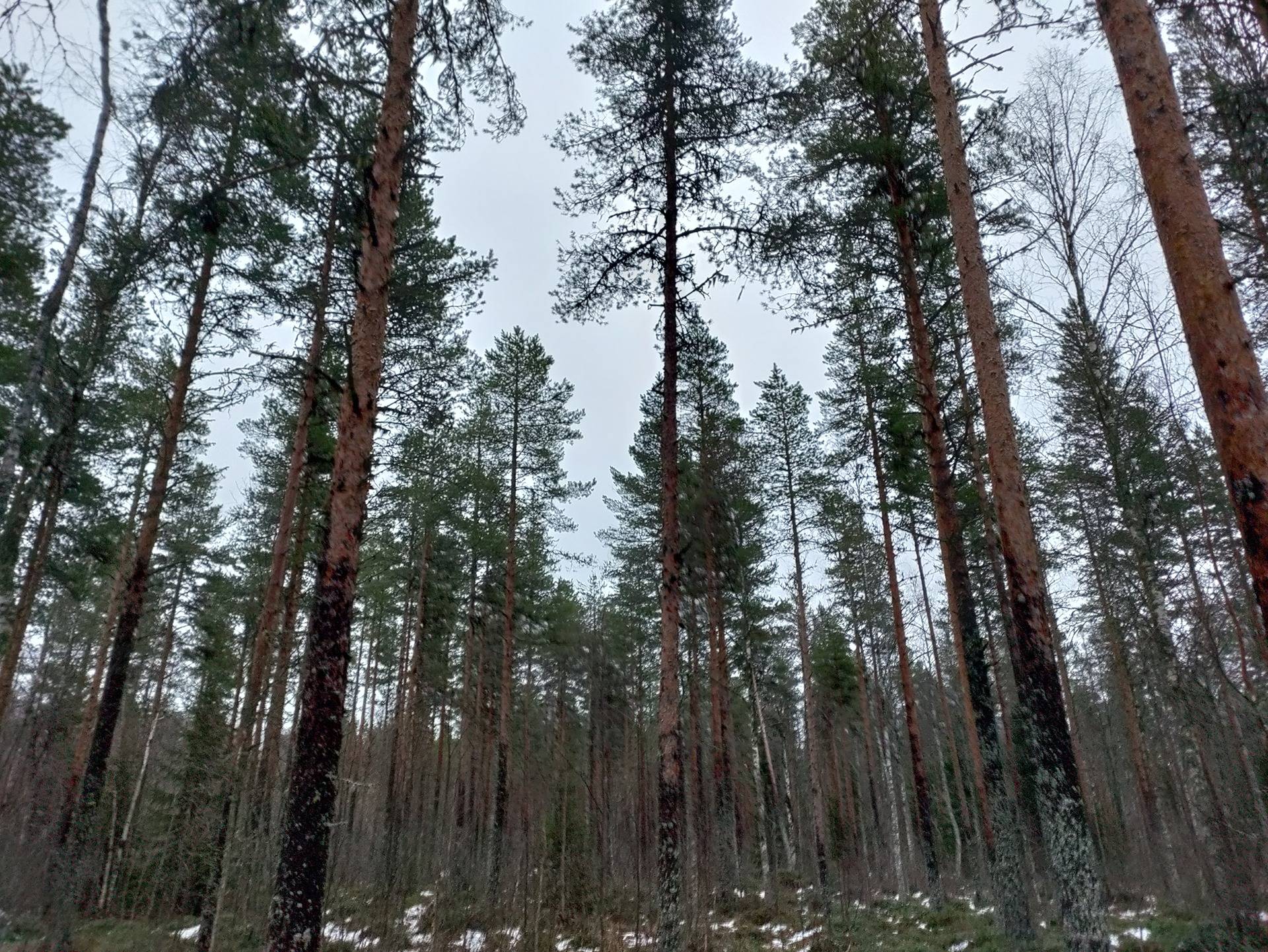 Lammassaari 483-404-18-34 1