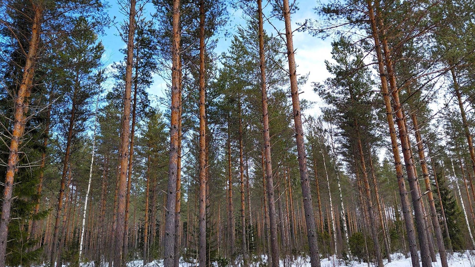 Ylä-Saukko 213-403-9-57 määräala 1