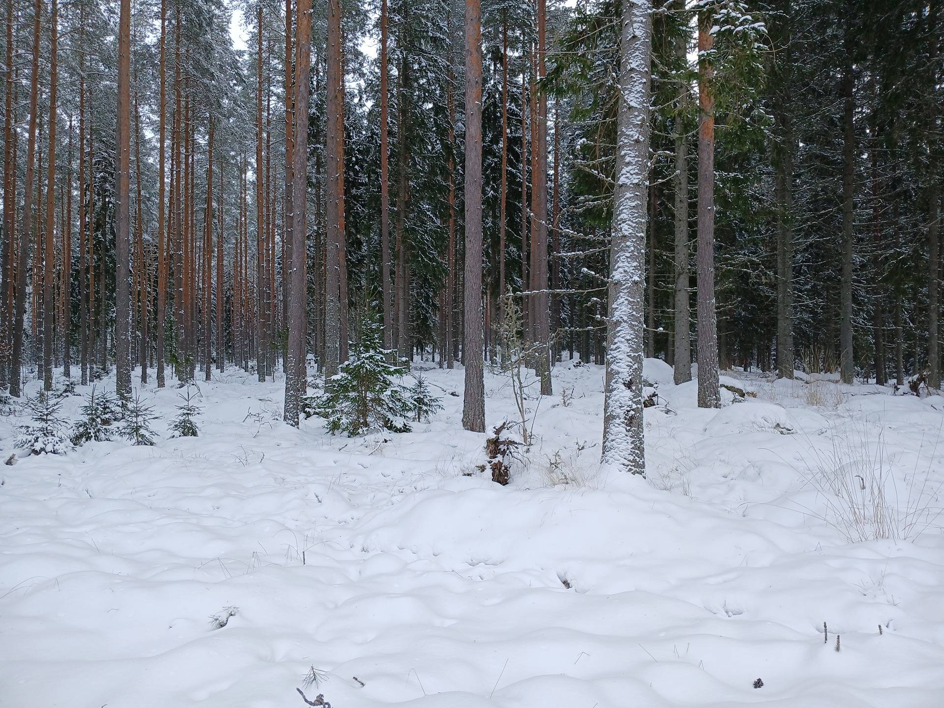 Keskelä 1:547, Urjala 1