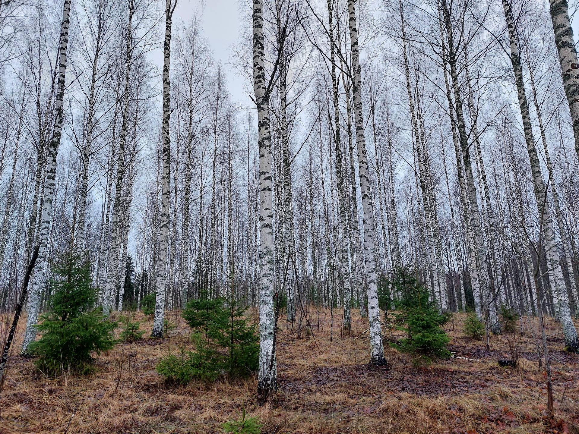 Poralinniemi 580-407-12-49, määräala ja Savilahti 580-407-8-47 1