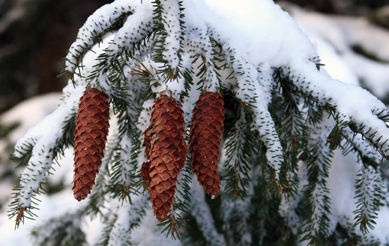 Träsk 1:16, Veikars, Anixor 1