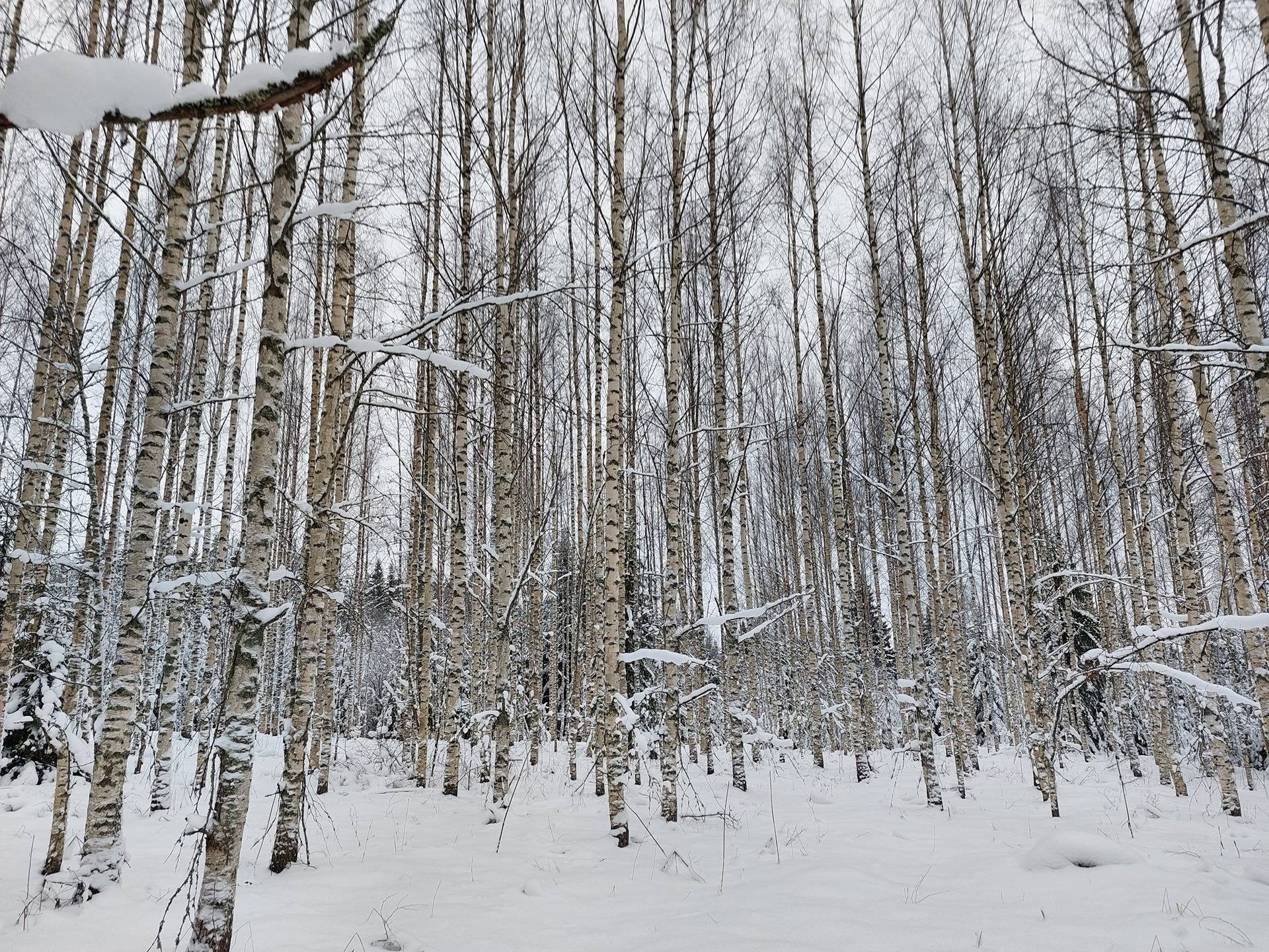 Orikallio 580-412-10-36 ja Metsälä 580-412-23-0 1