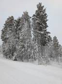 Metsämääräala Lumela 777-405-8-3 1