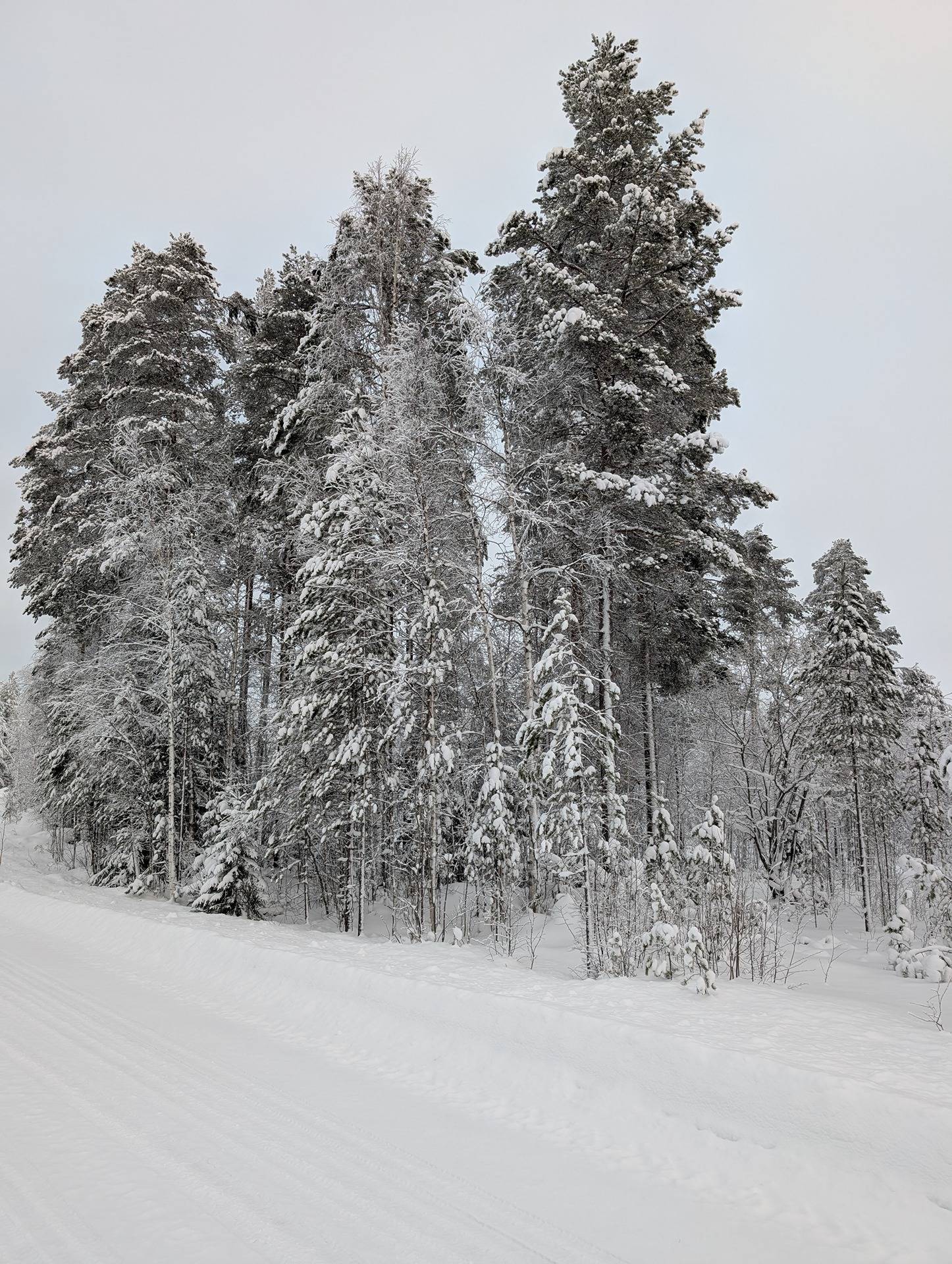 Metsämääräala Lumela 777-405-8-3 1