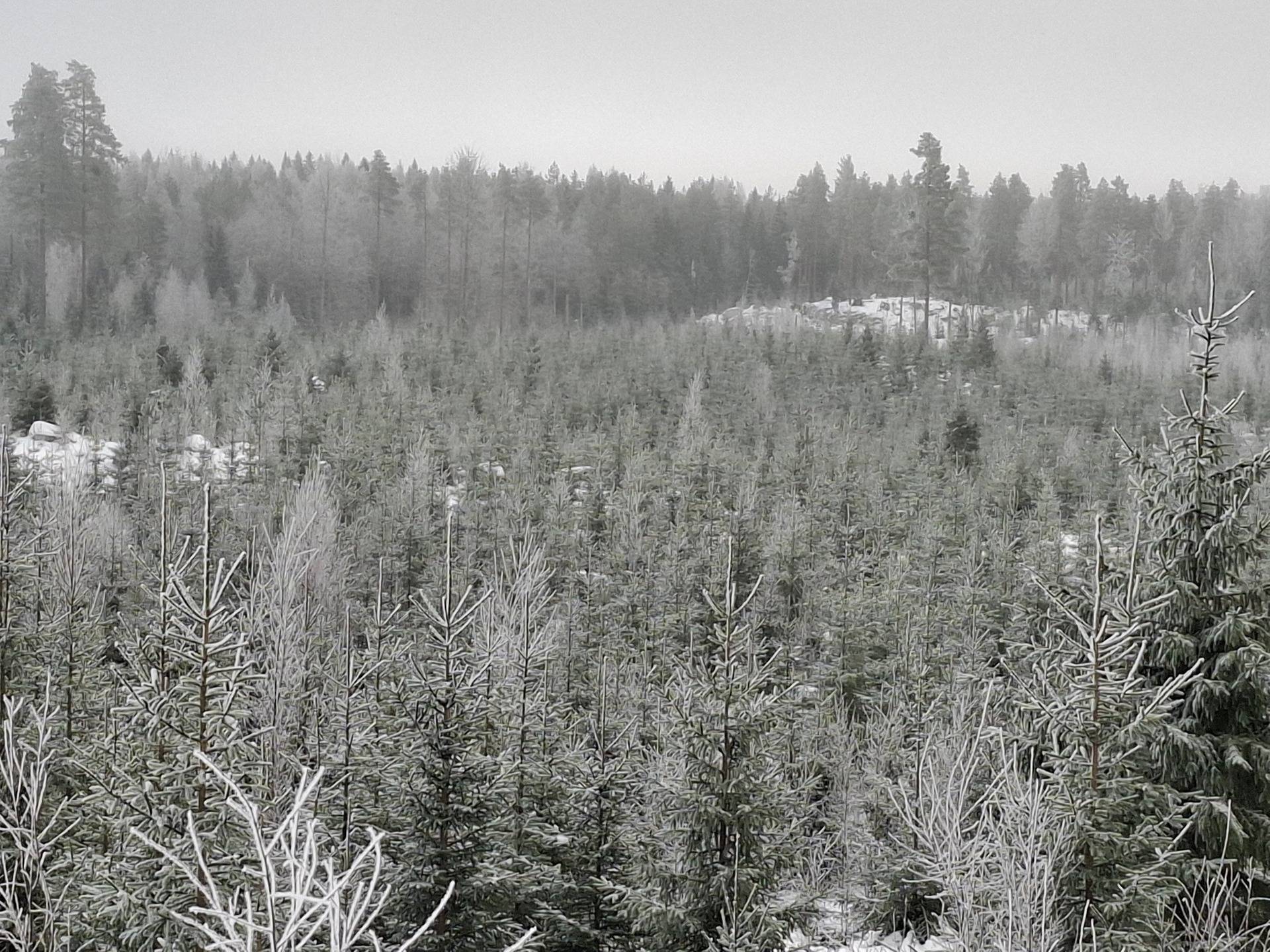 TERVAMÄKI 108-425-1-51 ja KIVELIÖ 108-425-1-72 1