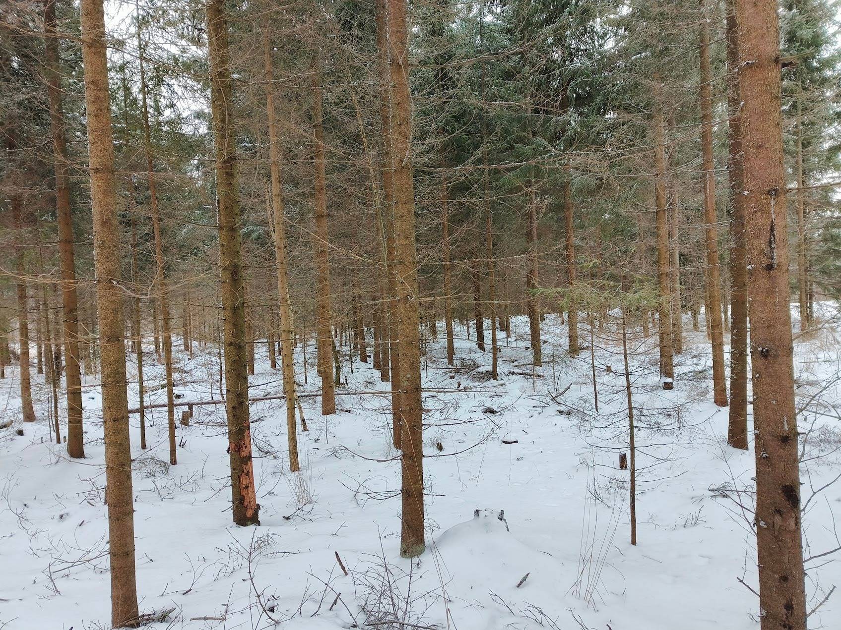 Ojala 75-431-3-186 ja Halla-aho 75-431-3-243 1