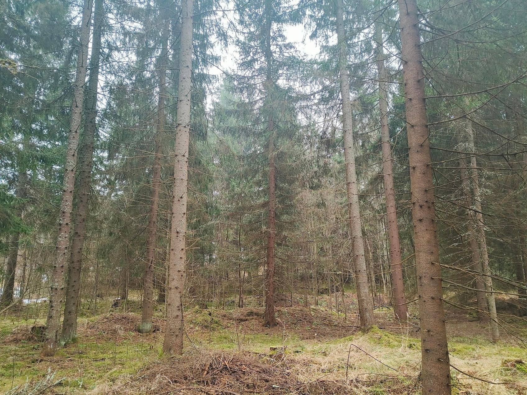 Ojala 75-431-3-186 ja Halla-aho 75-431-3-243 1